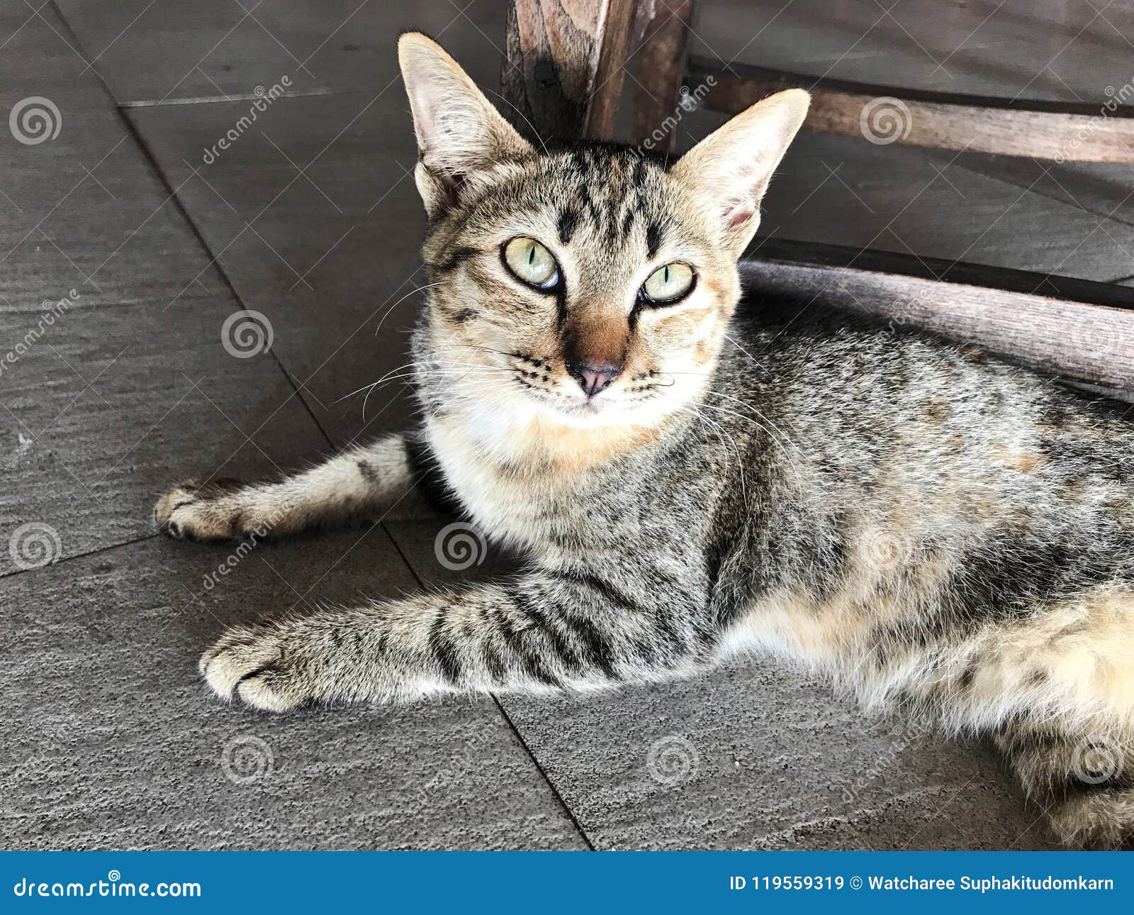 A black tabby cat. stock image. Image of biology, action 119559319
