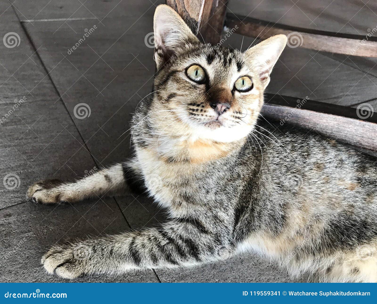 A black tabby cat. stock image. Image of look, closeup 119559341