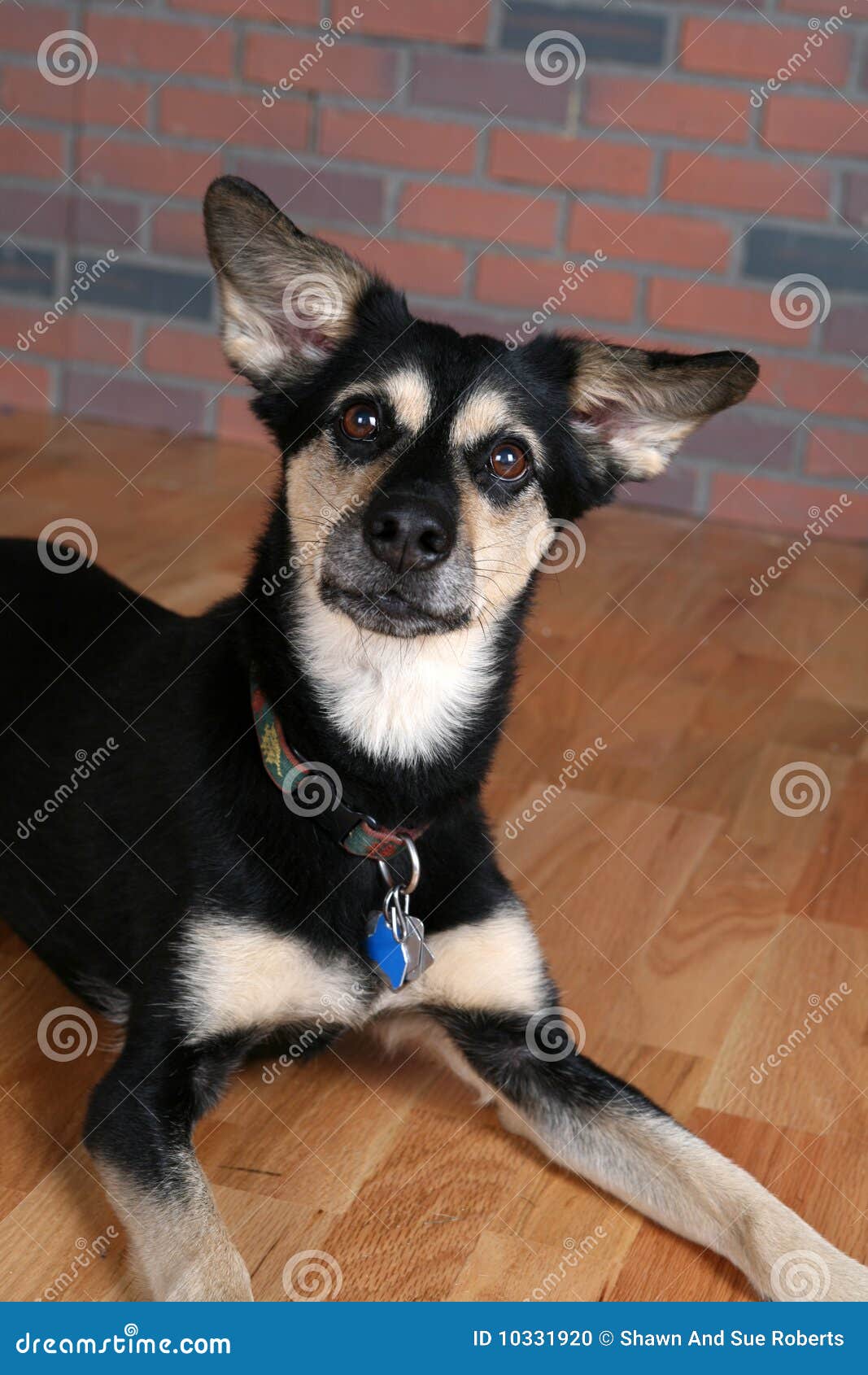 Black And Brown Dogs With Pointy Ears