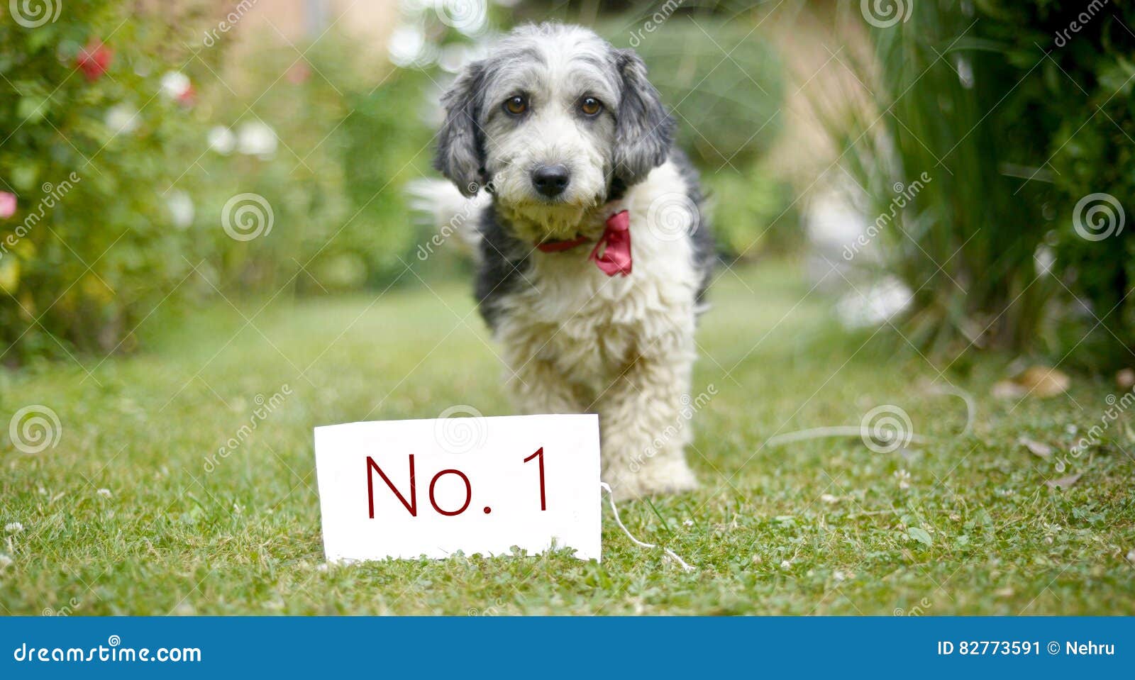 What Is The Number 1 Dog