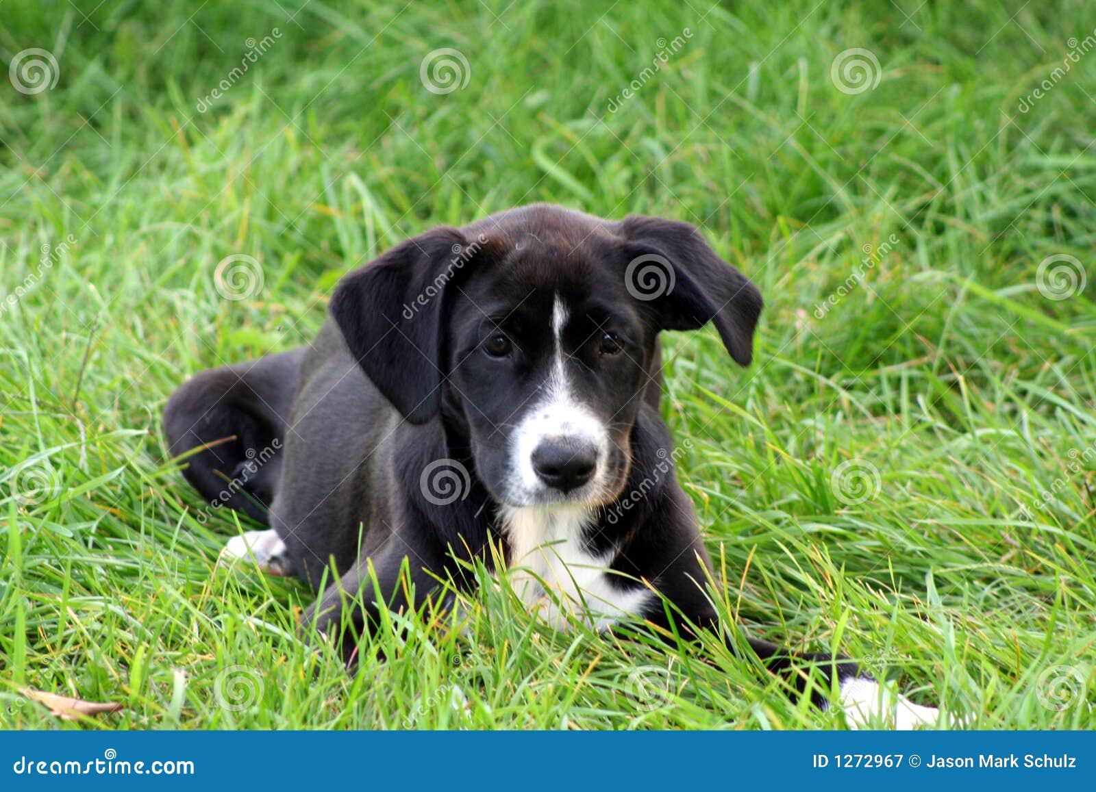 Cute black and white puppy stock image. Image of cuddly - 1272967