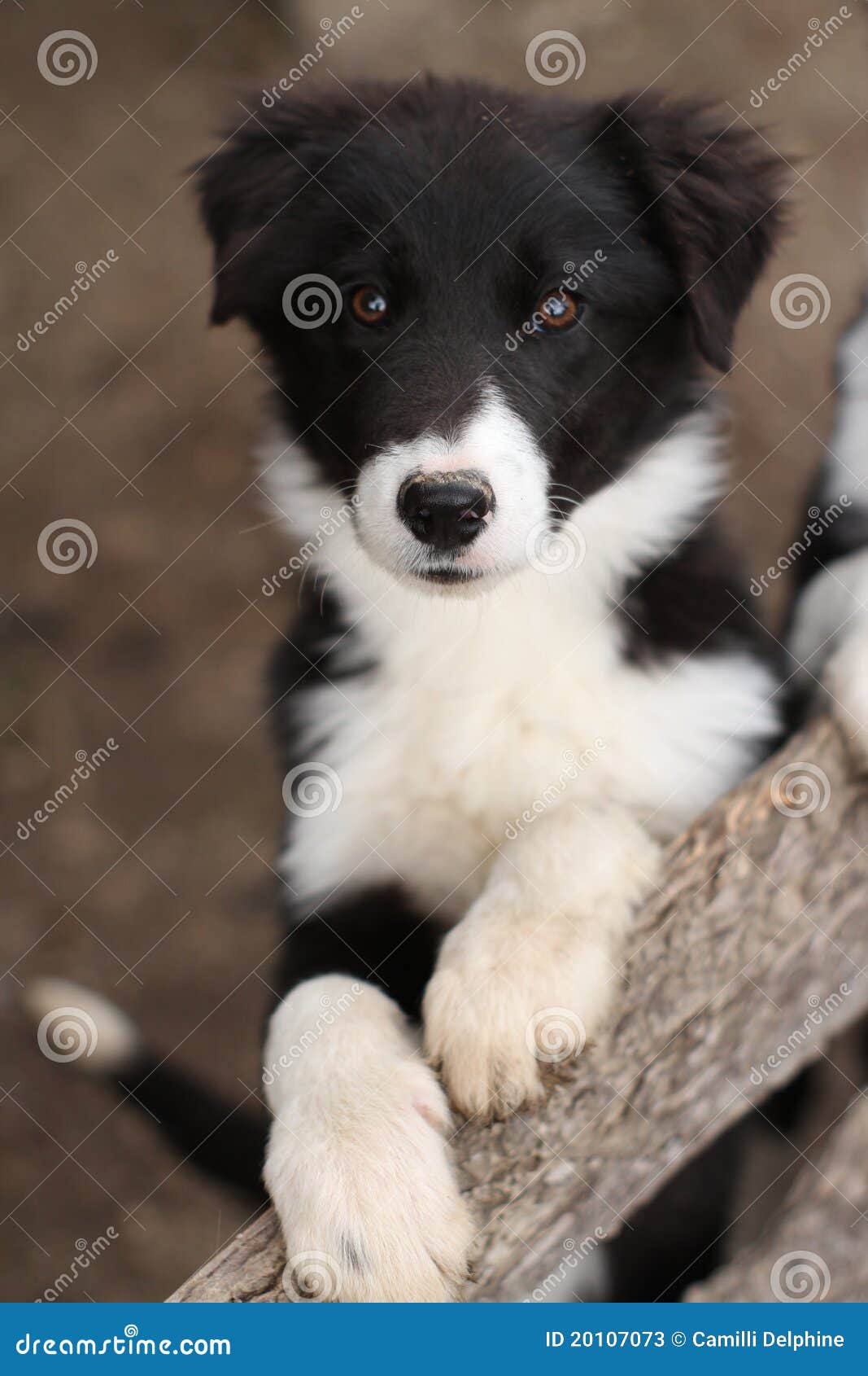 Cute Black And White Puppy Dog Stock Photos - Image: 20107073
