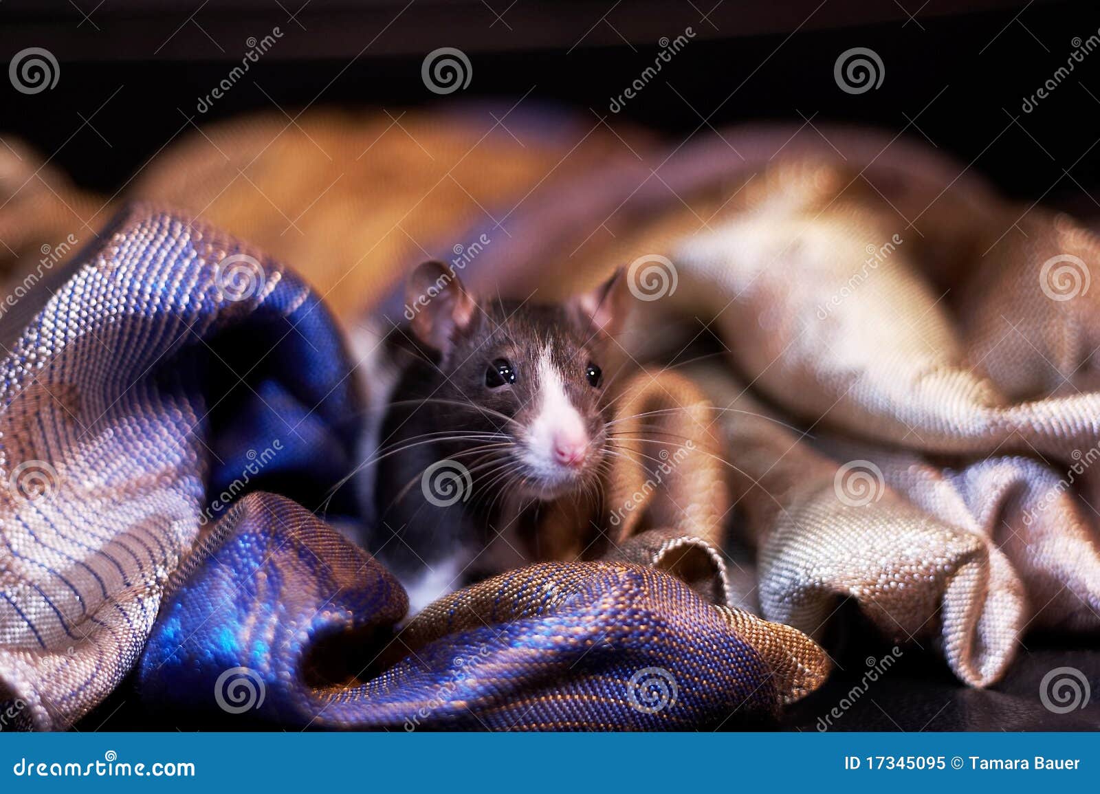 2,670 Cat Rat Photos - Free & Royalty-Free Stock Photos 