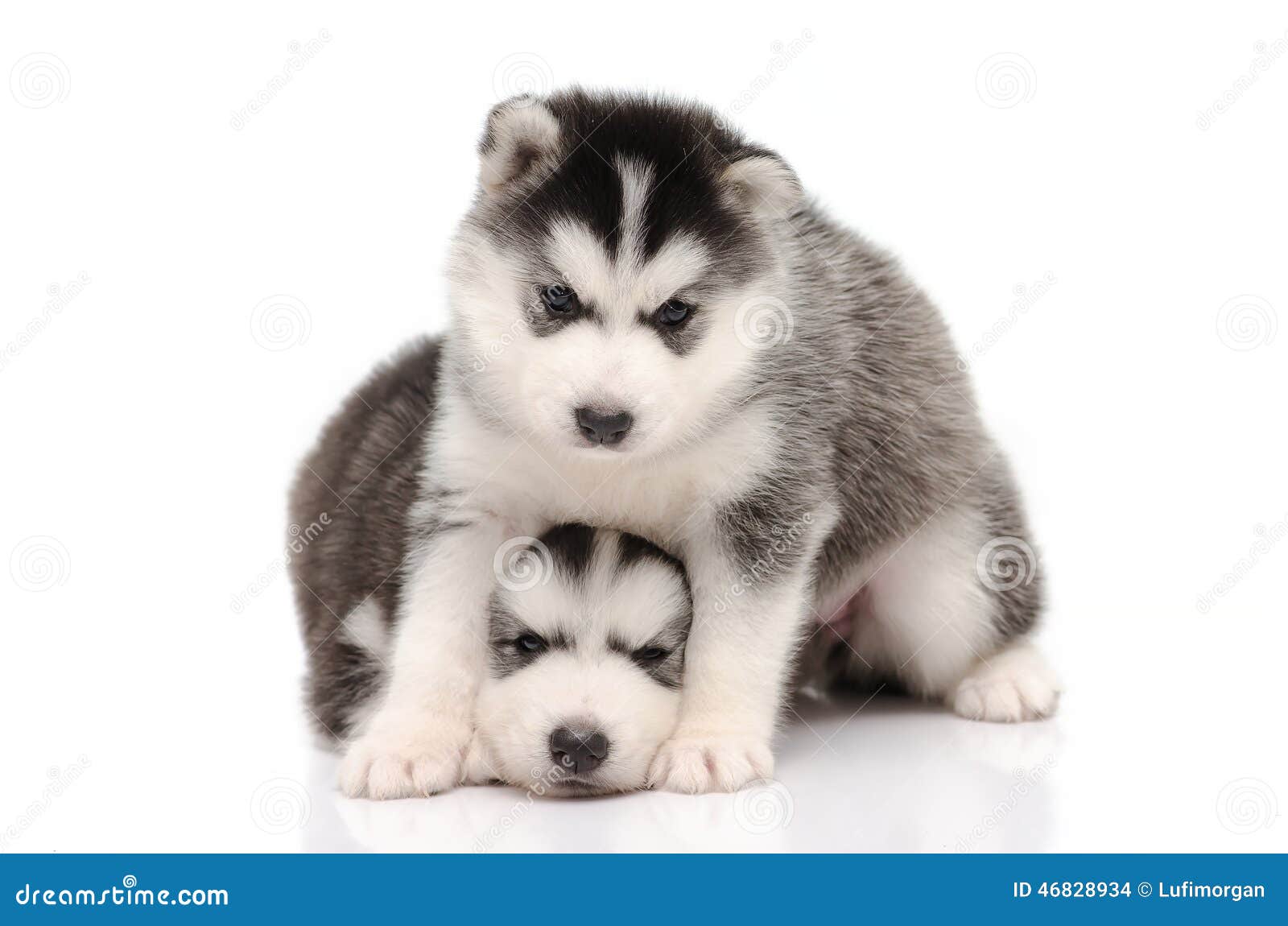 cute baby white husky puppies