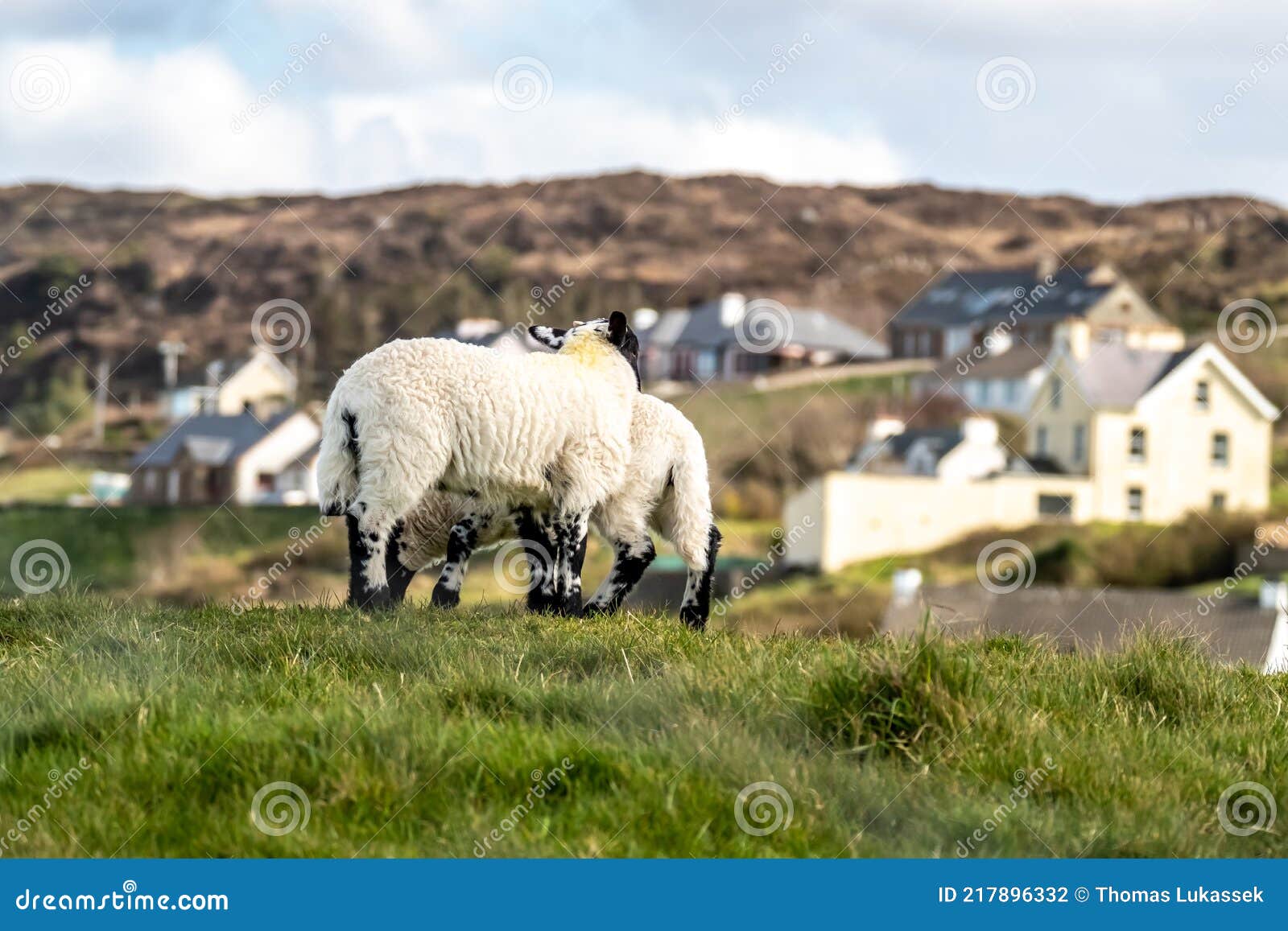 Cute Blackface Sheep Lambs in a Field in County Donegal Ireland Stock