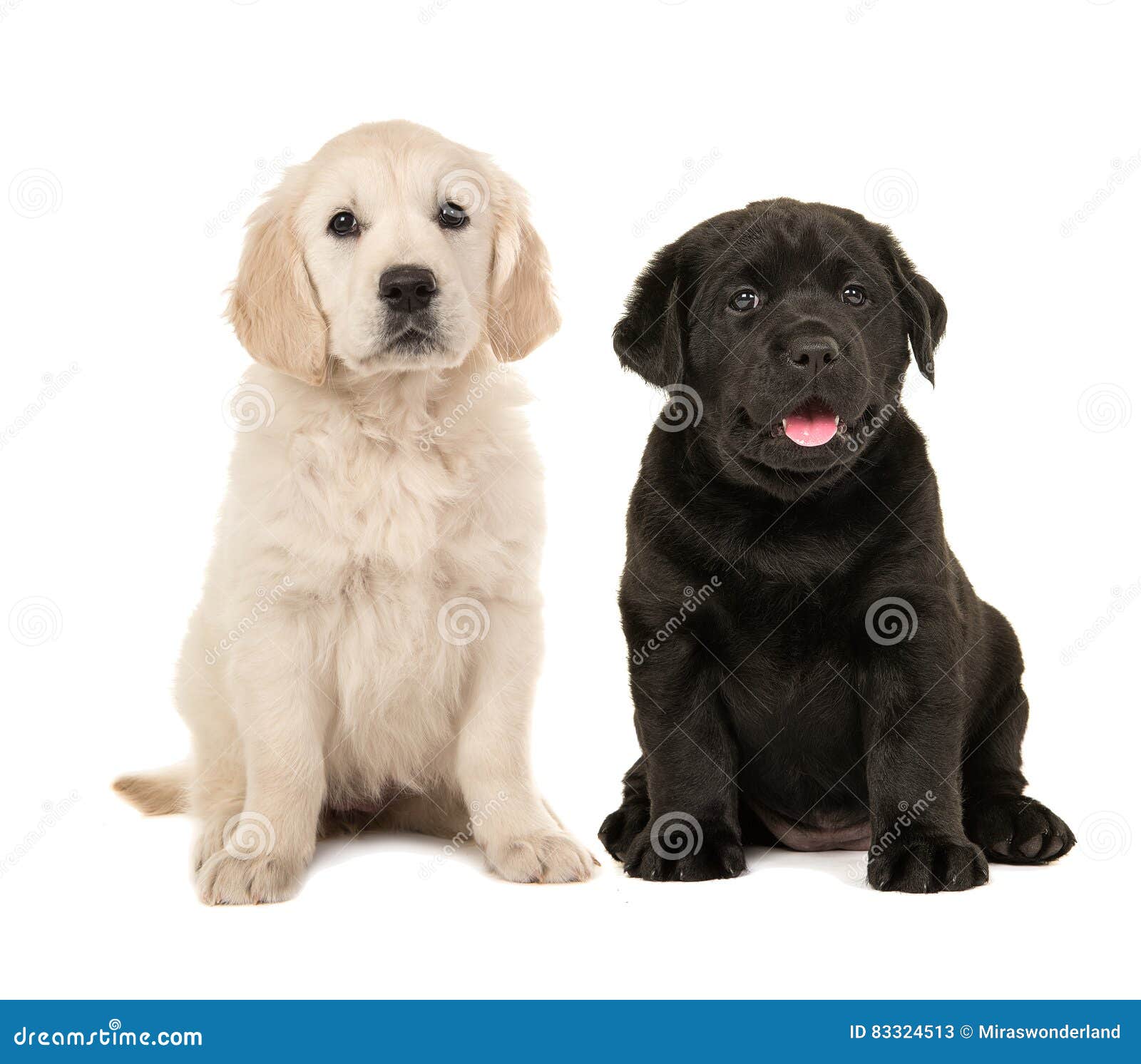 black labrador retriever puppies