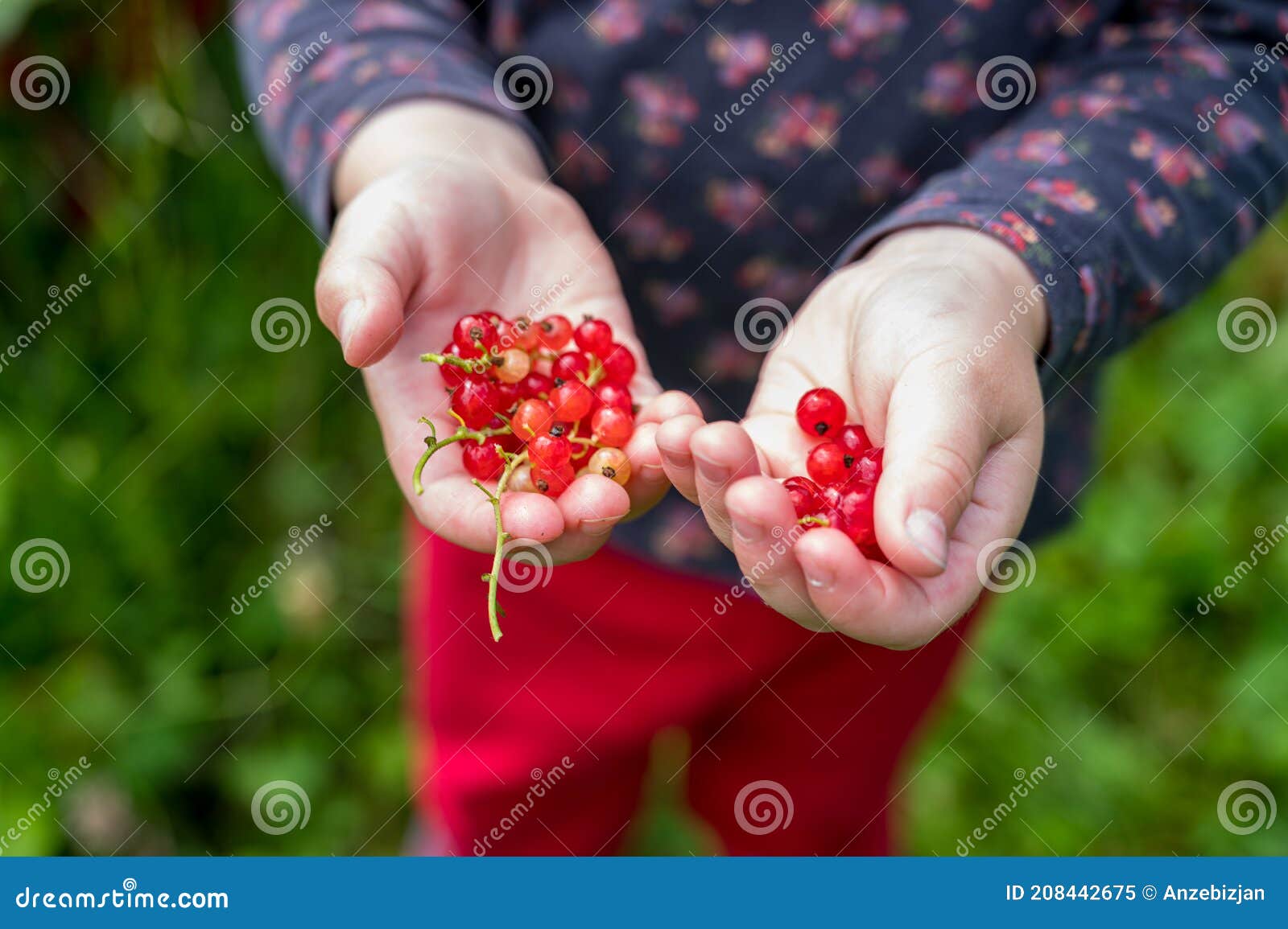 cute blonde girl picking fresh organic redcurrent in her garden.