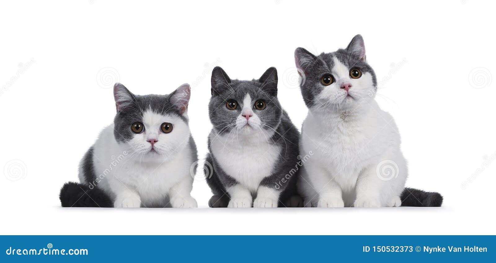 Cute Blue White British Shorthair Kittens On White Stock Image