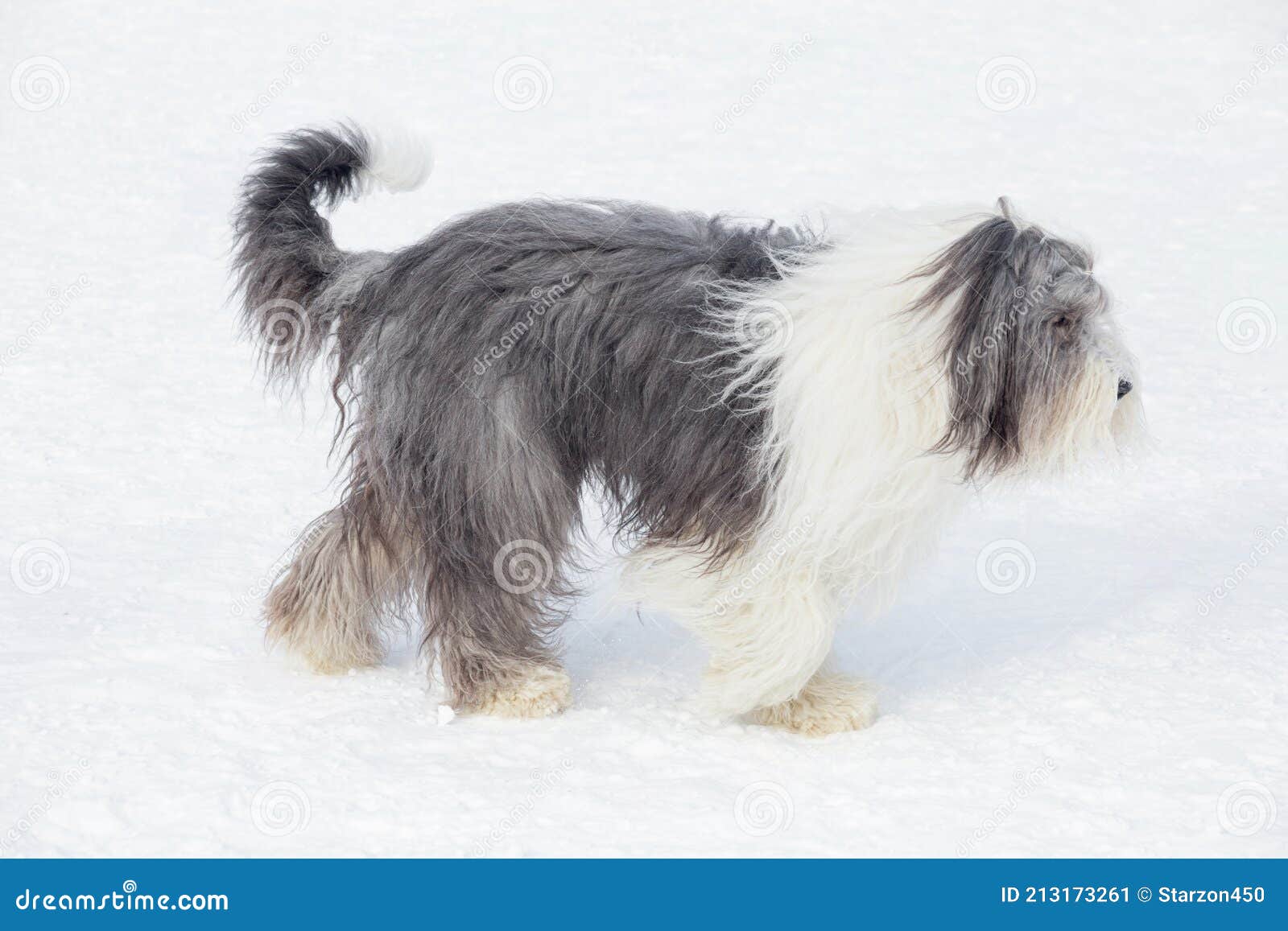 Old English Sheepdog Walking Towards The Camera In A Field Stock Photo,  Picture and Royalty Free Image. Image 195591118.