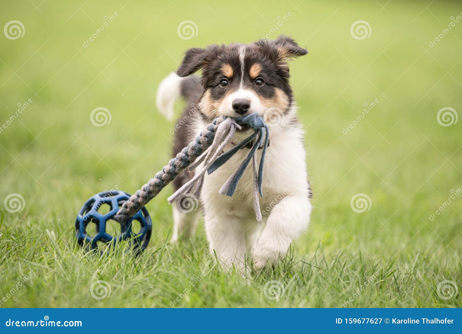 Cute Border Collie Dog Puppy Runs Happily with a Toy and Plays Stock ...