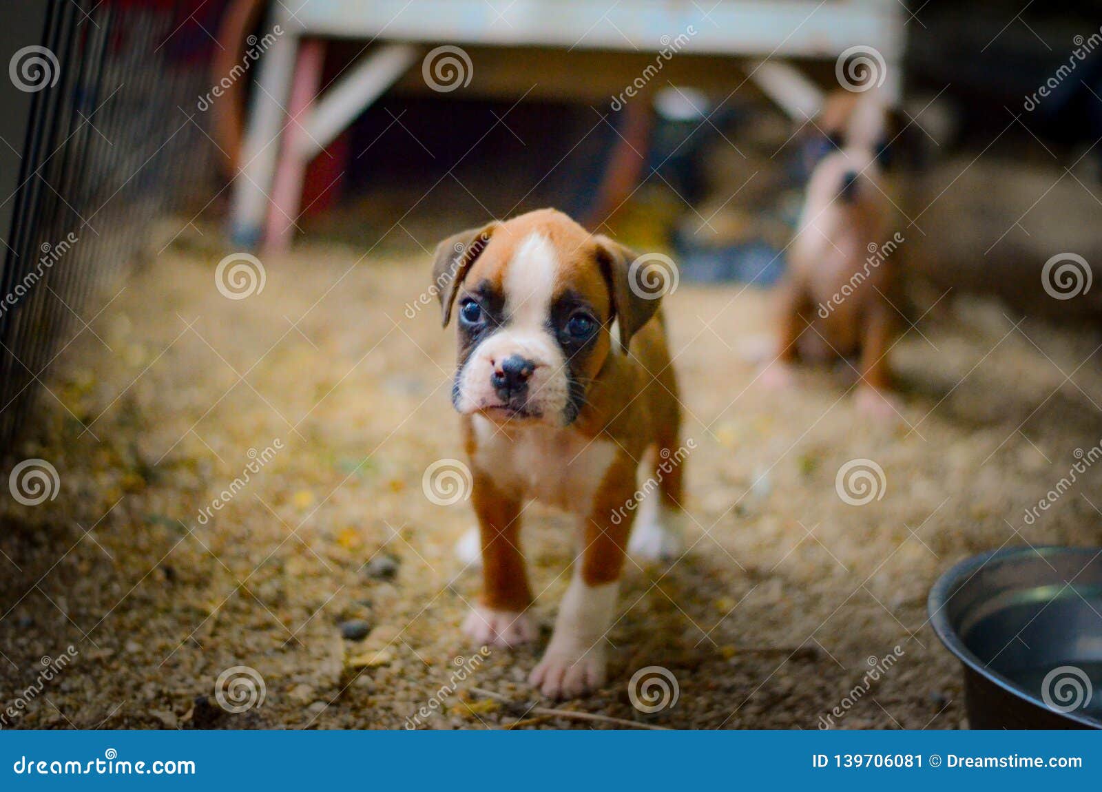 cute boxer puppies