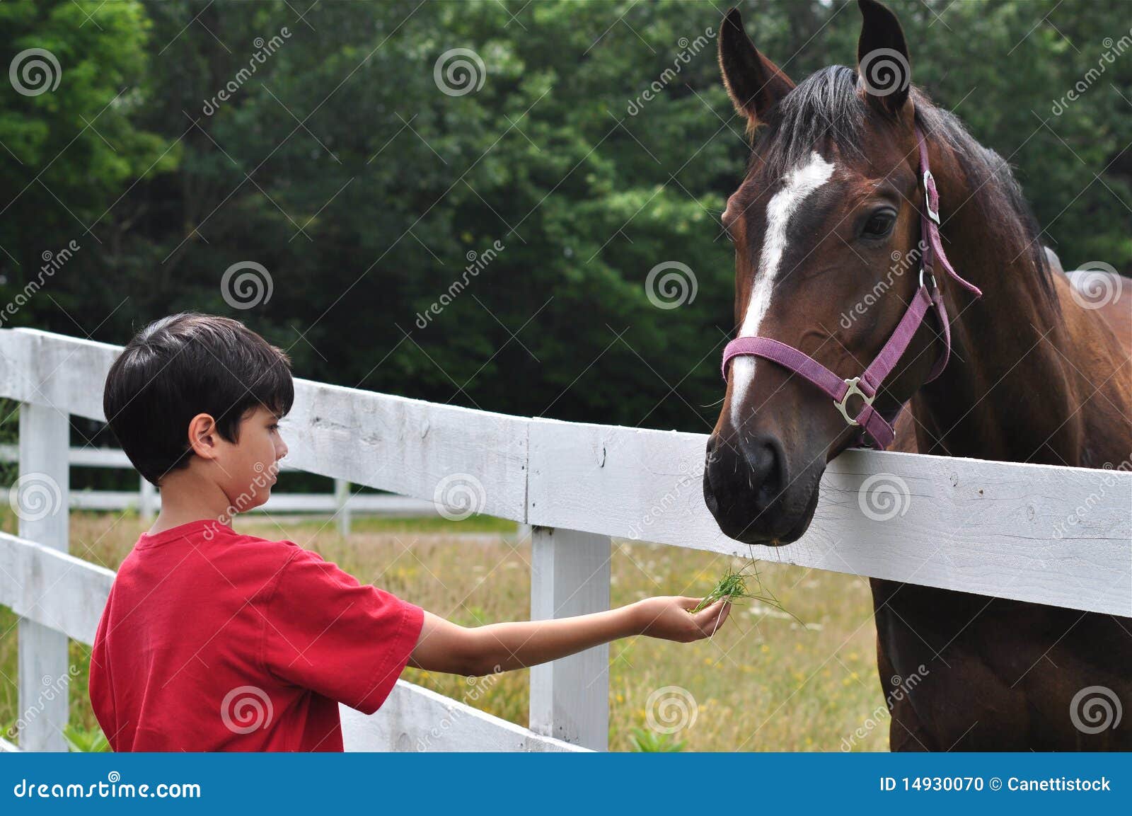 Cute Boy Feeding Horse stock photo. Image of enjoy, country 14930070