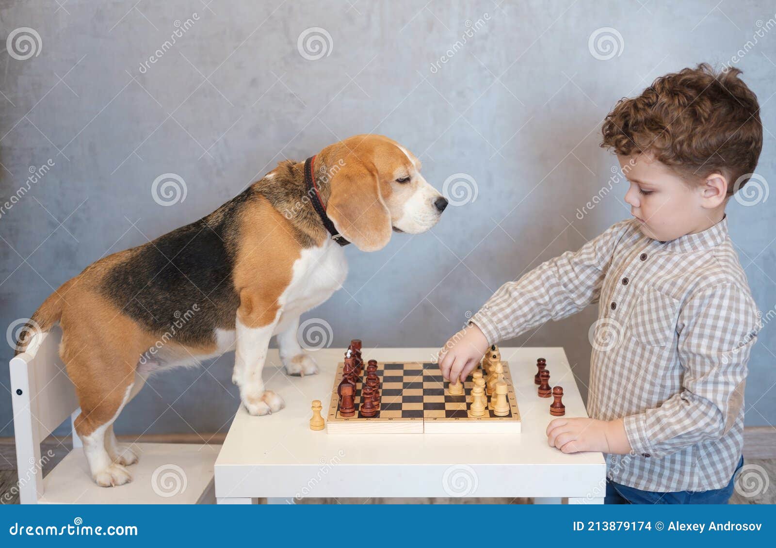 Cute Boy and Funny Beagle Dog Playing Chess Stock Photo Image of