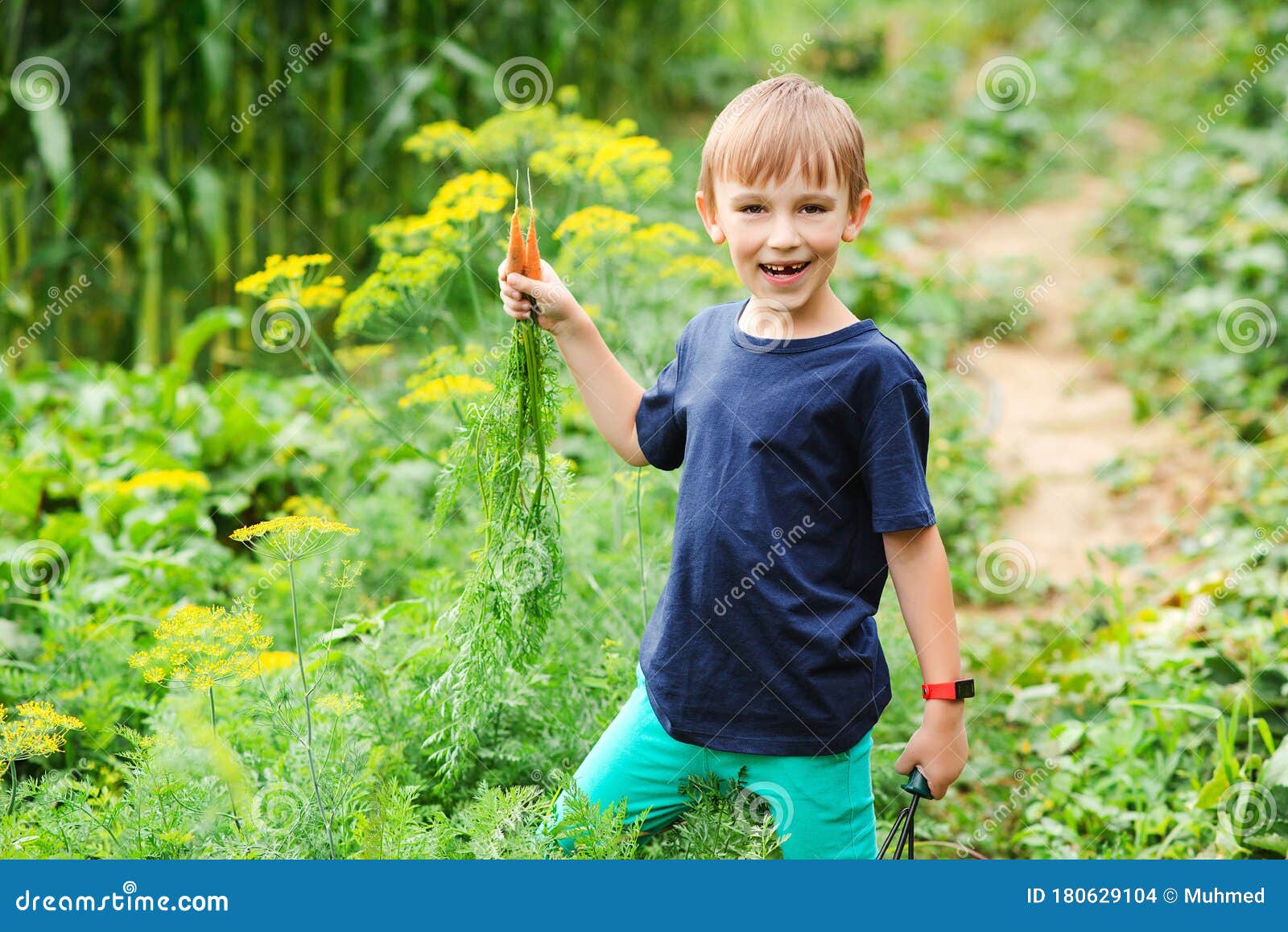 Cute Boy Picking Carrots in a Garden. Vegetable Garden. Little Gardener ...