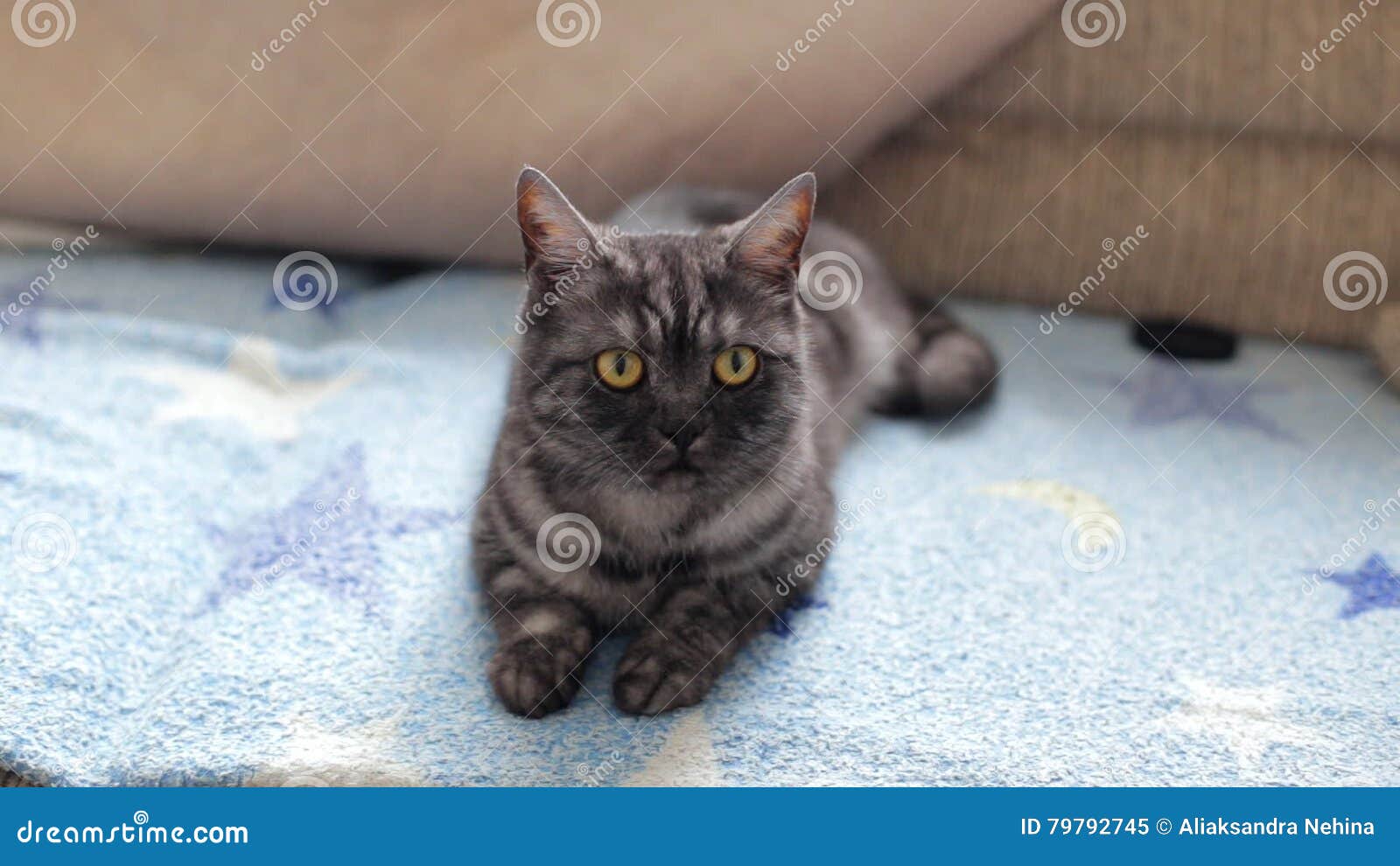 black smoke british shorthair
