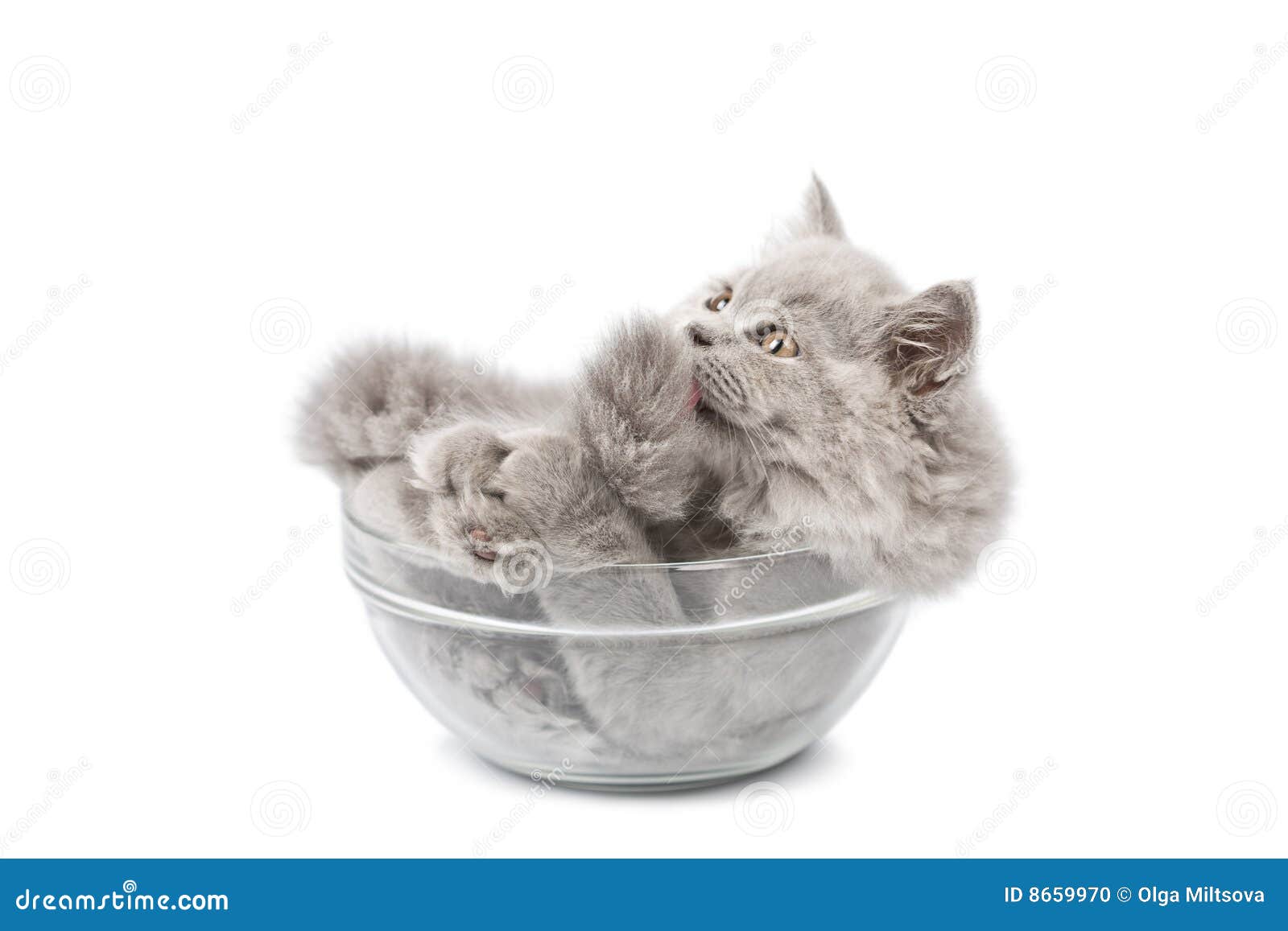 Cute British Kitten in Glass Bowl Isolated Stock Photo Image of pedigree, cute 8659970