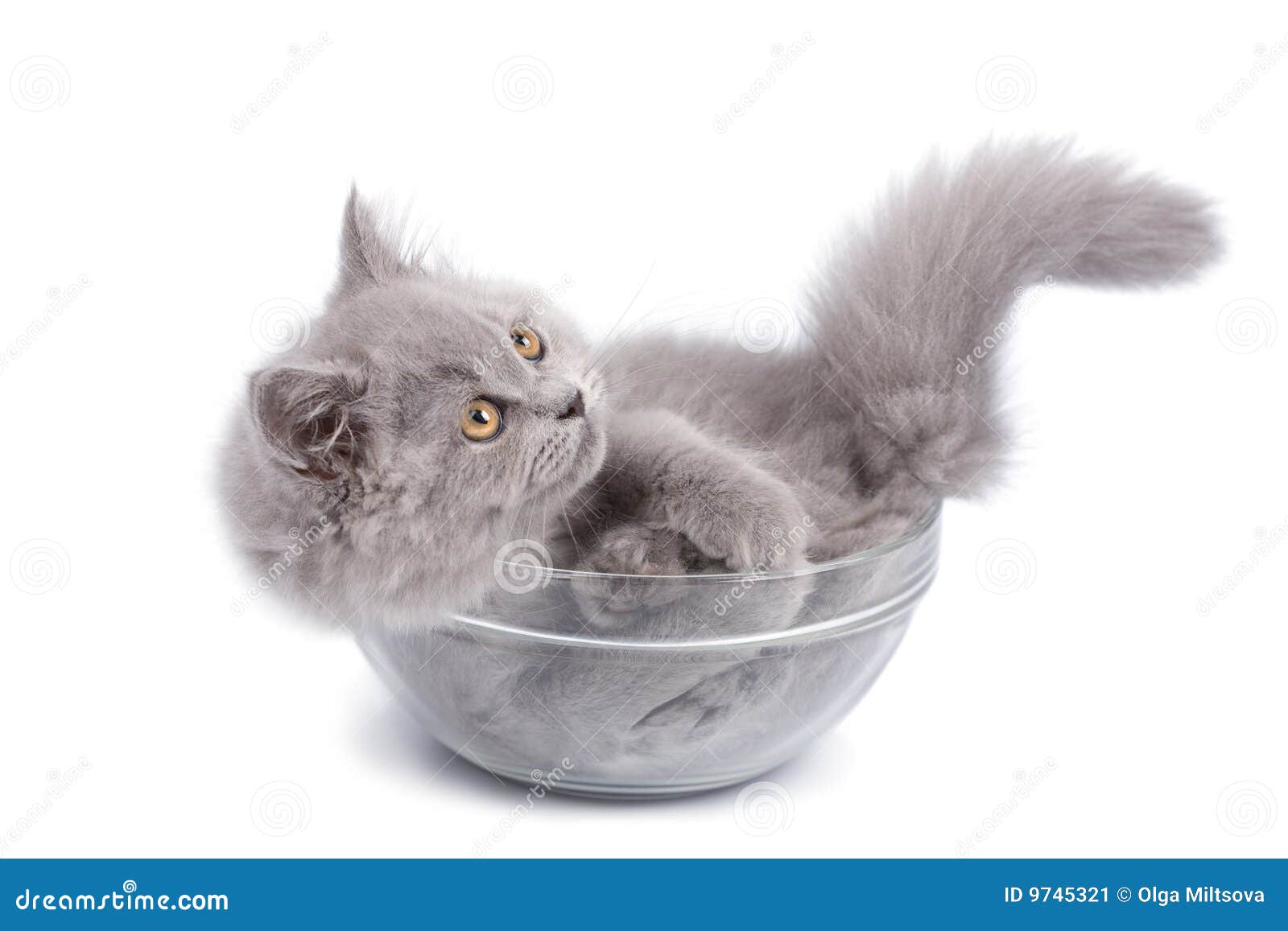 Cute British Kitten in Glass Bowl Isolated Stock Image Image of curious, friend 9745321