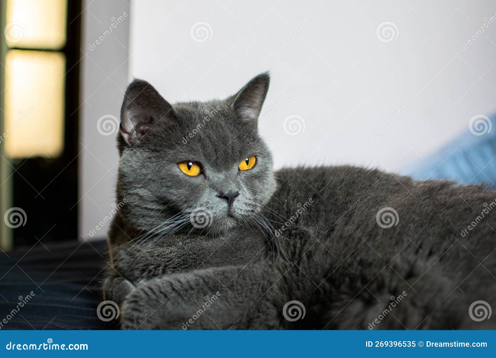 Cute British Shorthair Cat Laying on the Bed Stock Image Image of