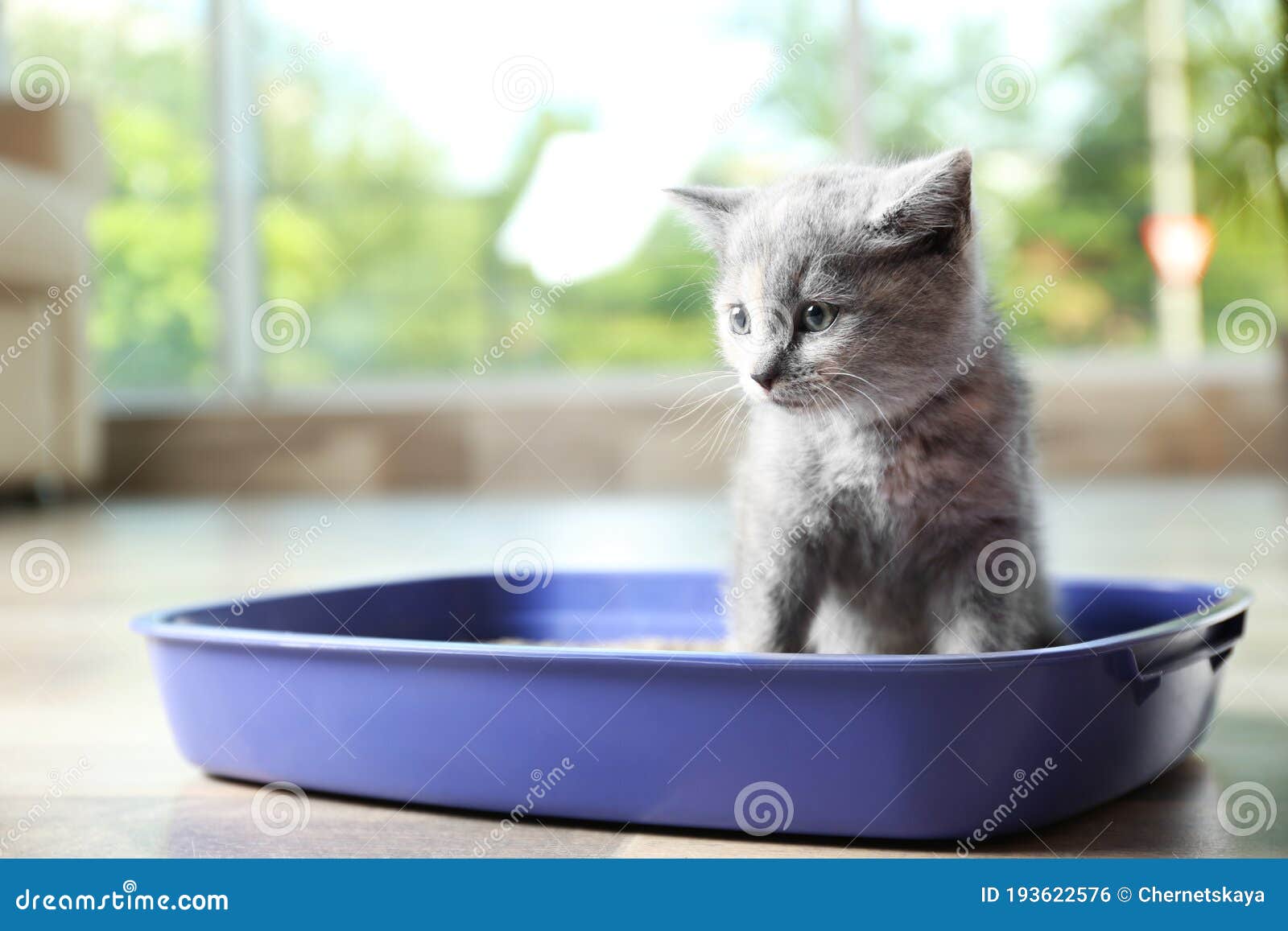 Cute British Shorthair Kitten in Litter Box. Space for Text Stock Photo