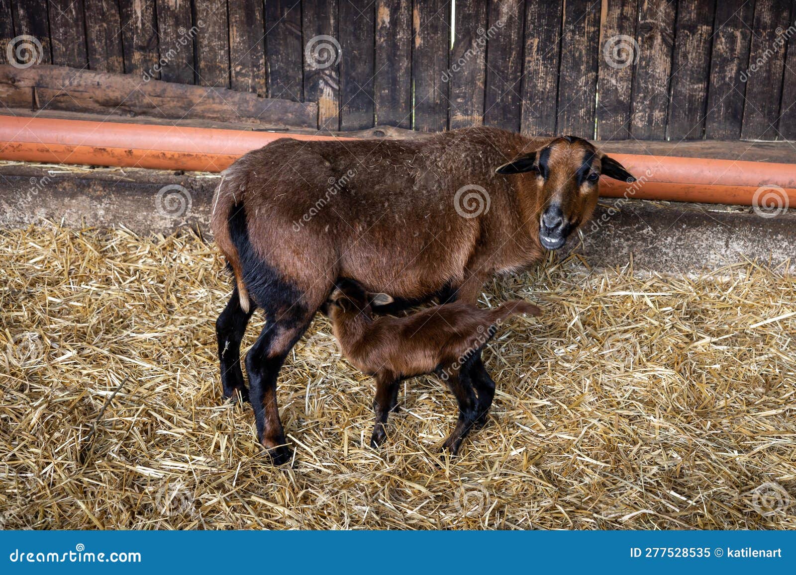 Brown Baby Goat with Its Mother on Hay in the Barn. Stock Image - Image ...