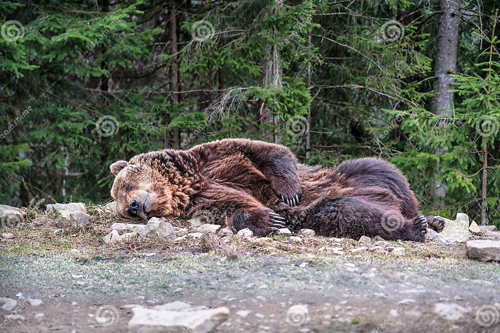 Cute sleeping brown bear stock image. Image of nose - 117809819