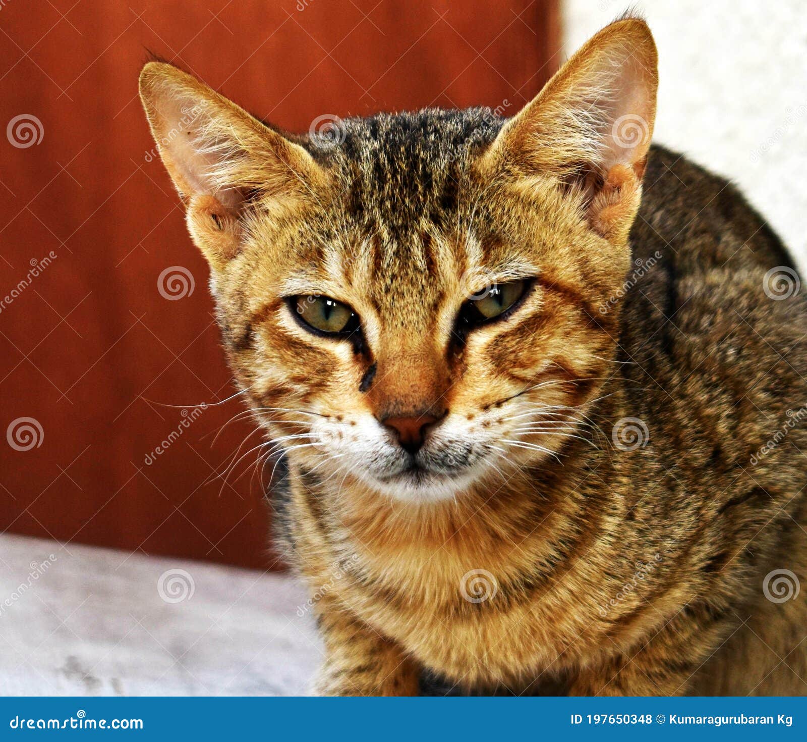 Angry face of a walking white and black Domestic short-haired cat on the  grass in blur background. Stock Photo by wirestock