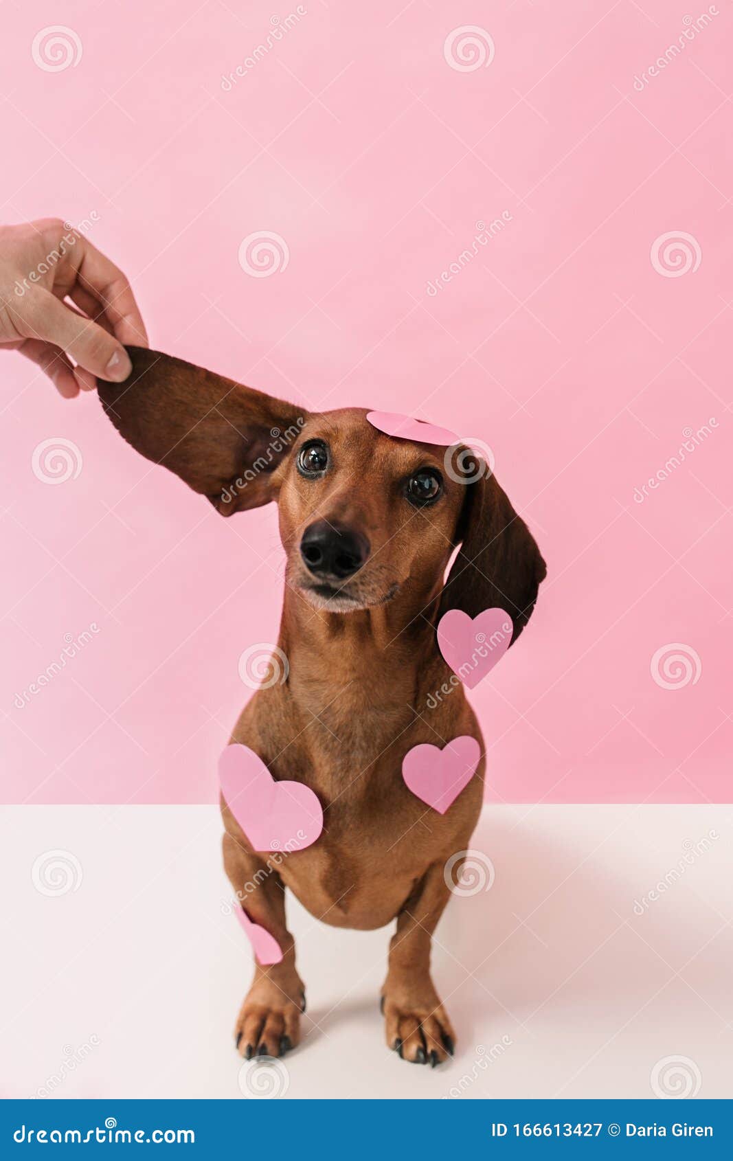 dachshund valentines day