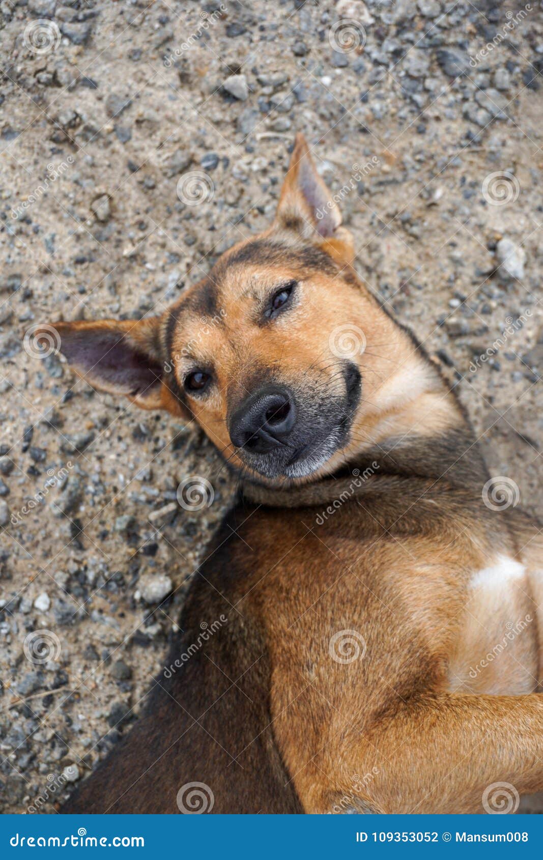 Cute Brown Dog Sleep on Stone Floor Stock Photo Image of close