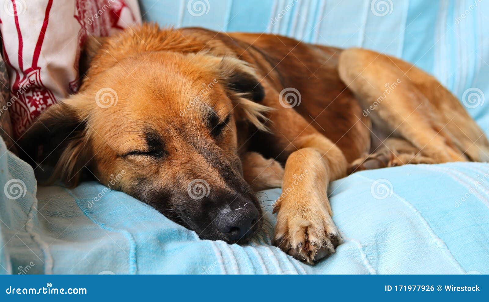 dog sleeps under covers