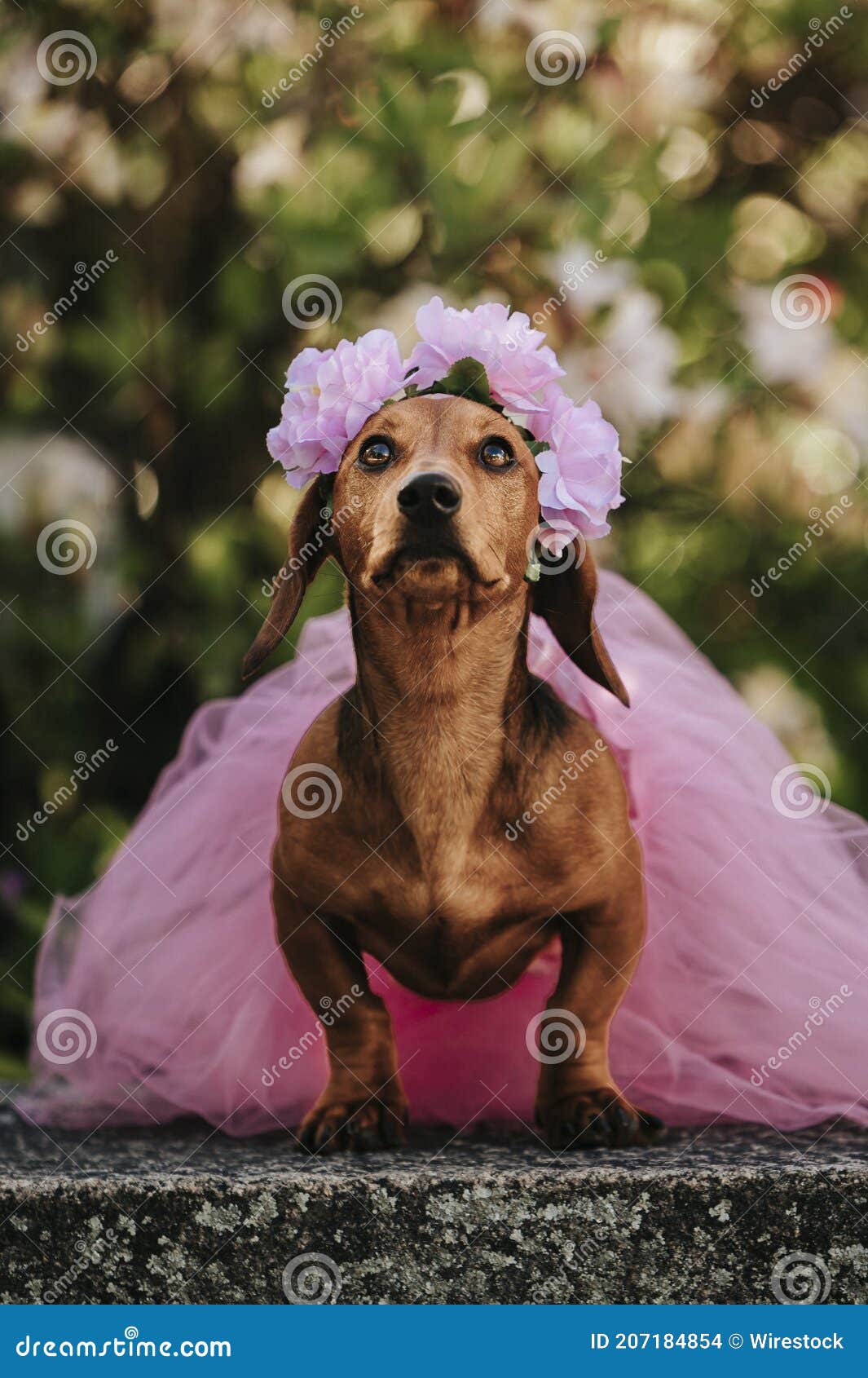 cute brown dwarf dachshund wearing a fancy pink dress and floral headband posing in a park