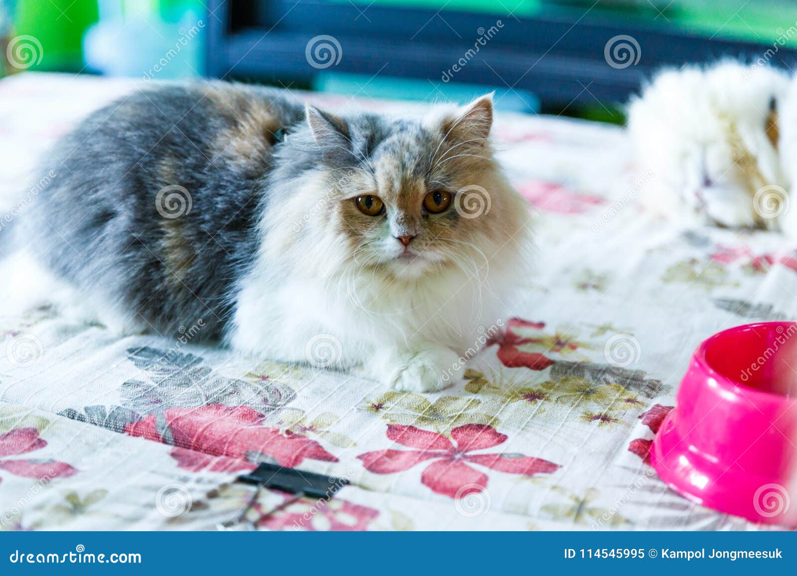 Cute Brown Persian Cats Sleep on the Table Stock Image Image of breed