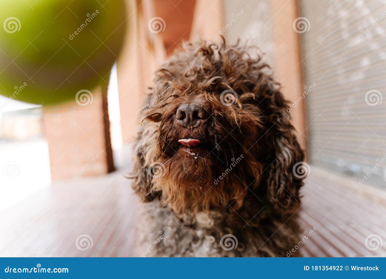 Cute Brown Spanish Water Dog Playing A Yellow Ball Near A Brick Building Stock Photo Image Of Love Spanish 181354922
