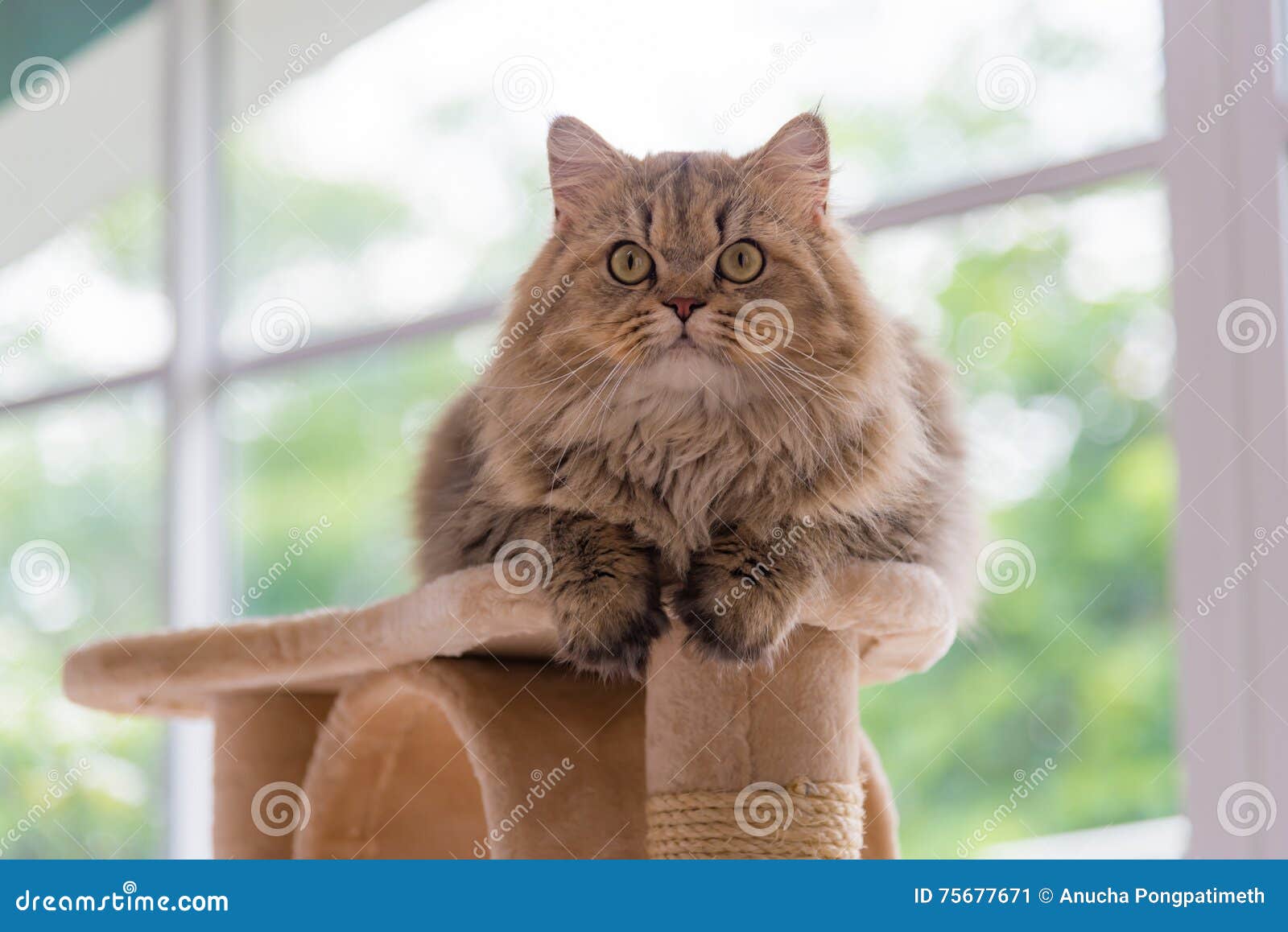 Catcafe Stock Photos - Free & Royalty-Free Stock Photos from Dreamstime