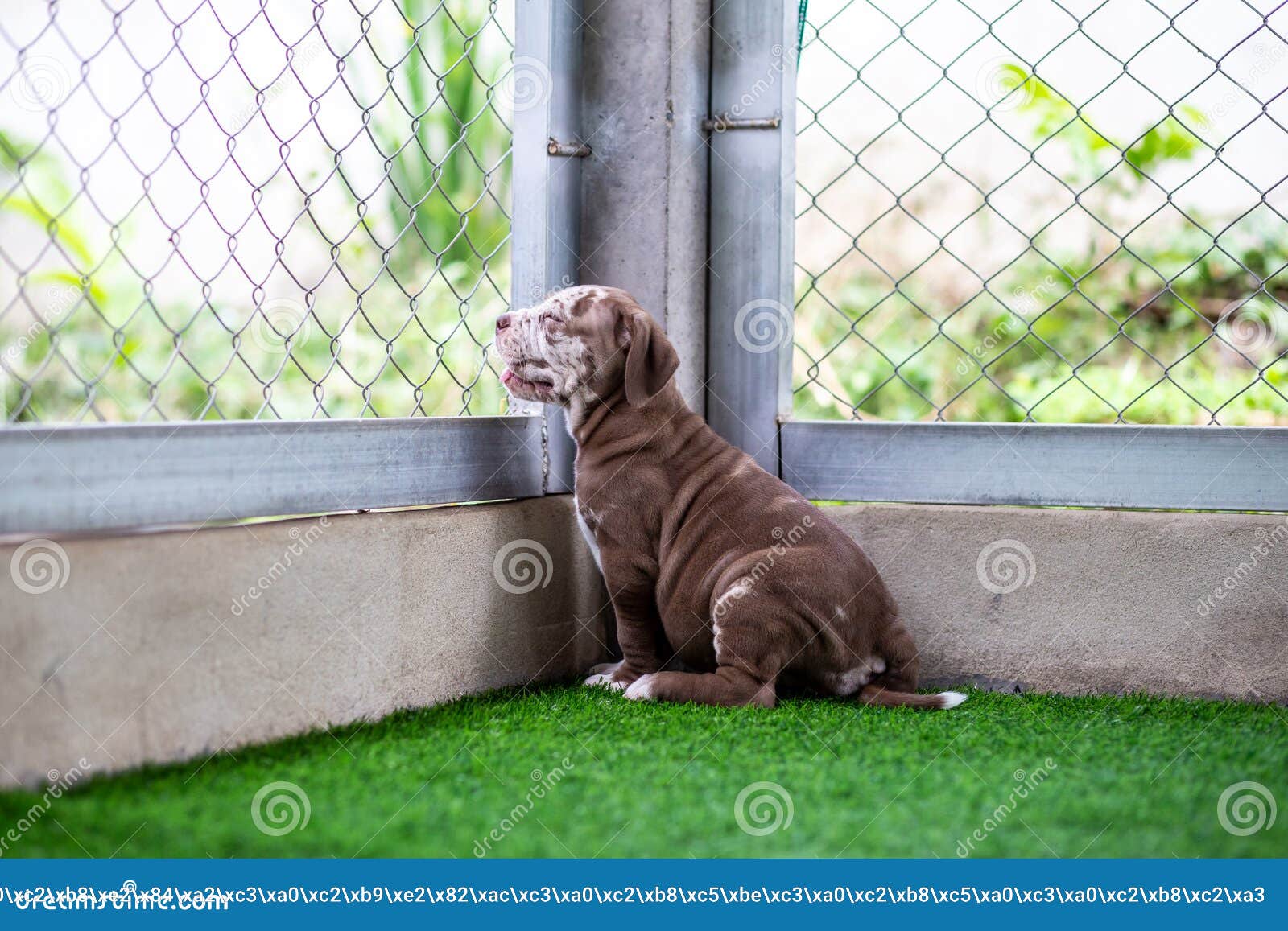 Older Black and White Pitbull Dog Stock Photo - Image of outdoor, georgia:  100418092