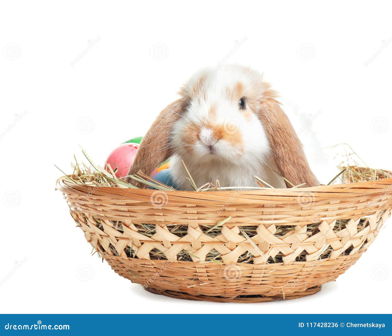 Cute Bunny in Wicker Basket with Easter Eggs Stock Photo Image of