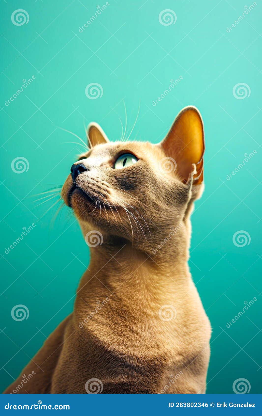 Cute Burmese cat posing stock illustration. Illustration of grooming