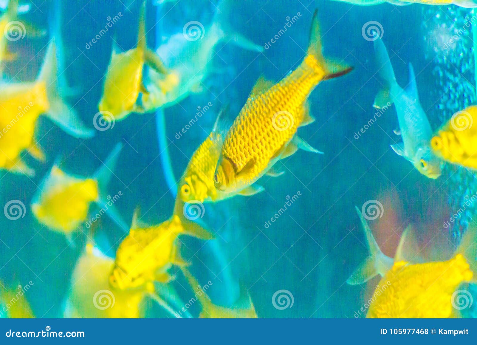 652 Minnows Stock Photos - Free & Royalty-Free Stock Photos from Dreamstime