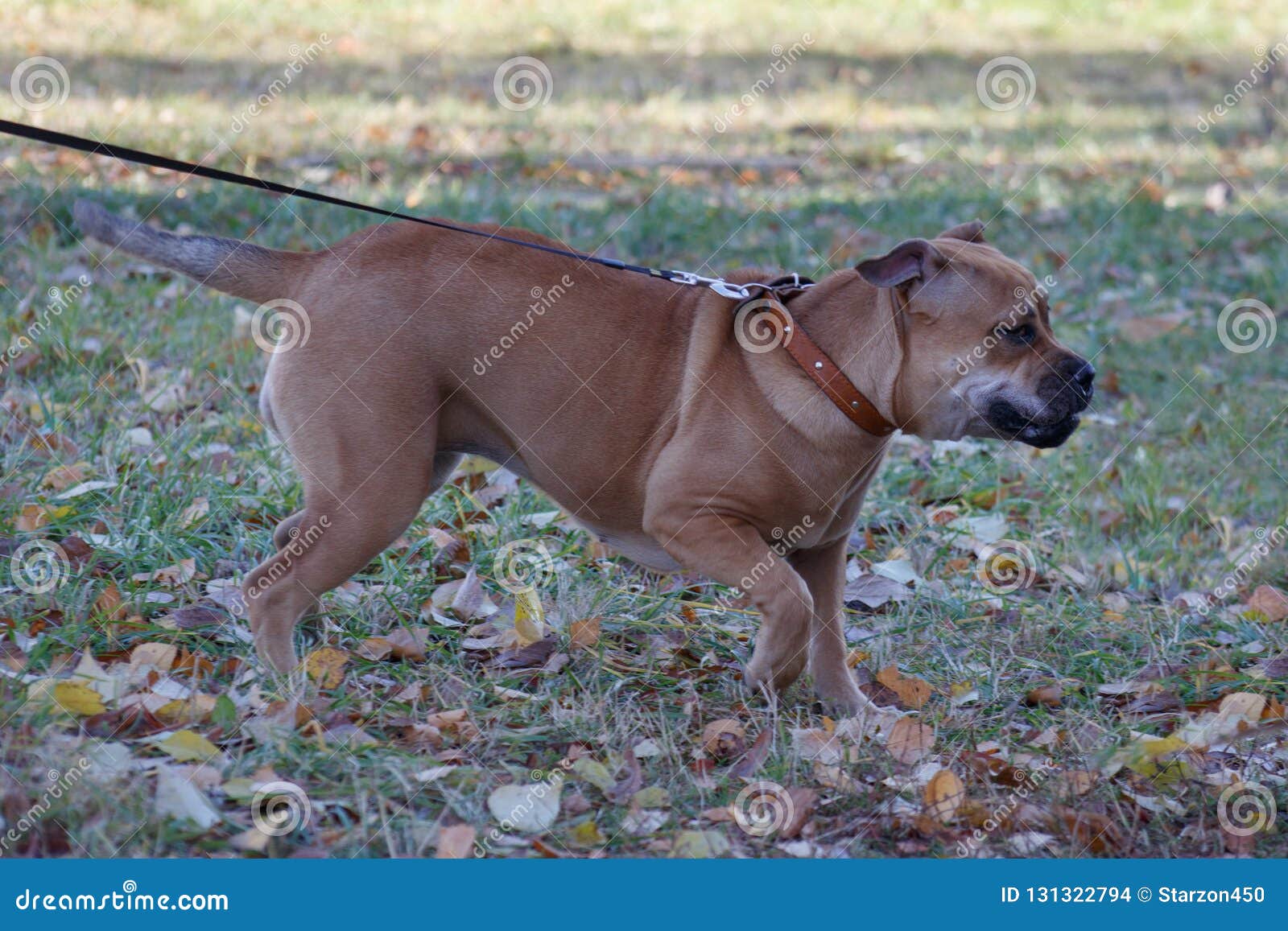 cute ca de bou puppy is playing on a autumn meadow. majorca mastiff or majorcan bulldog. pet animals.