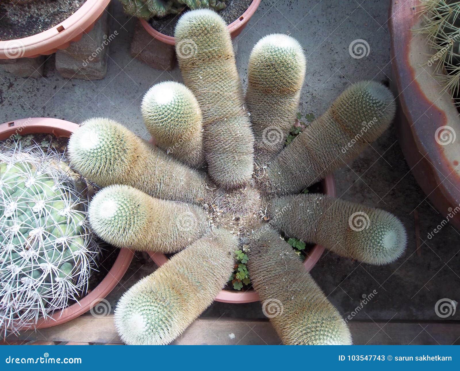 Finger cactus stock image. Image of like, thorn, potplant 103547743