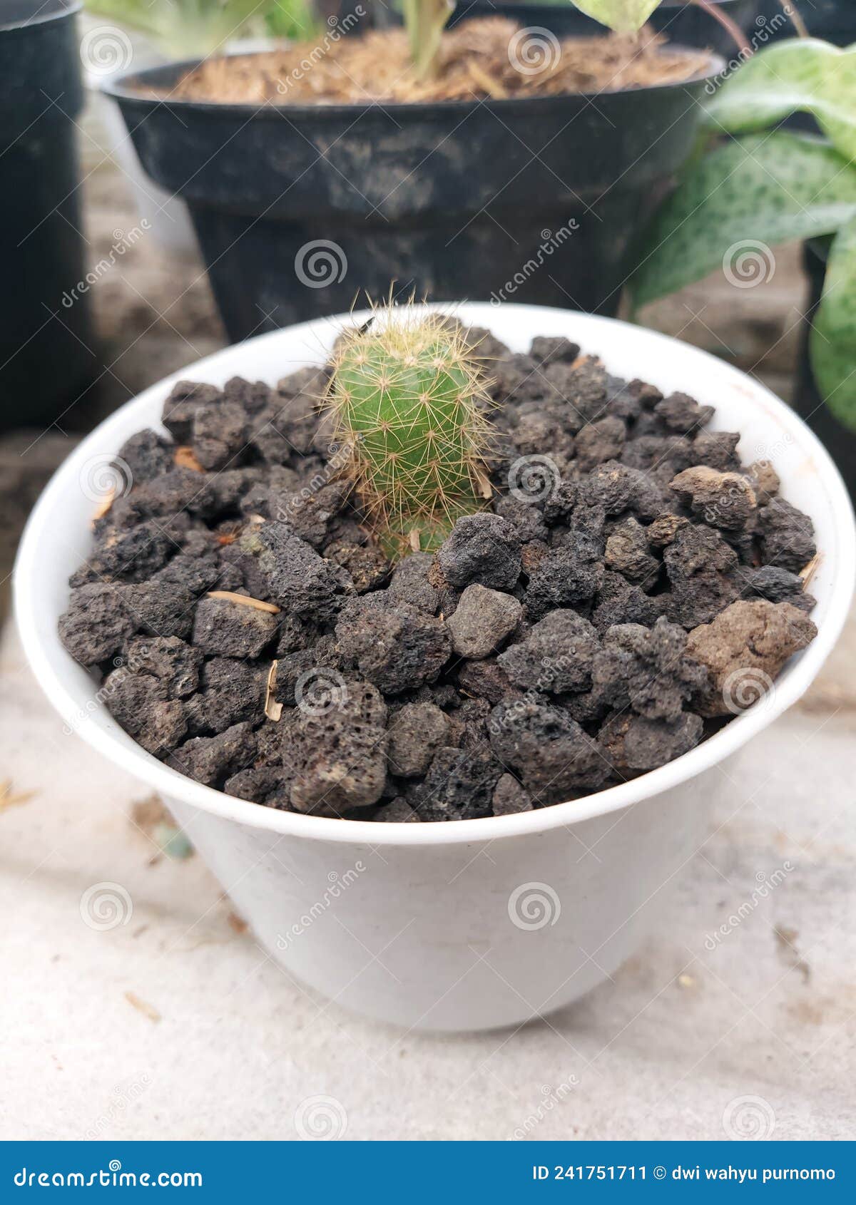 cute cactus flower