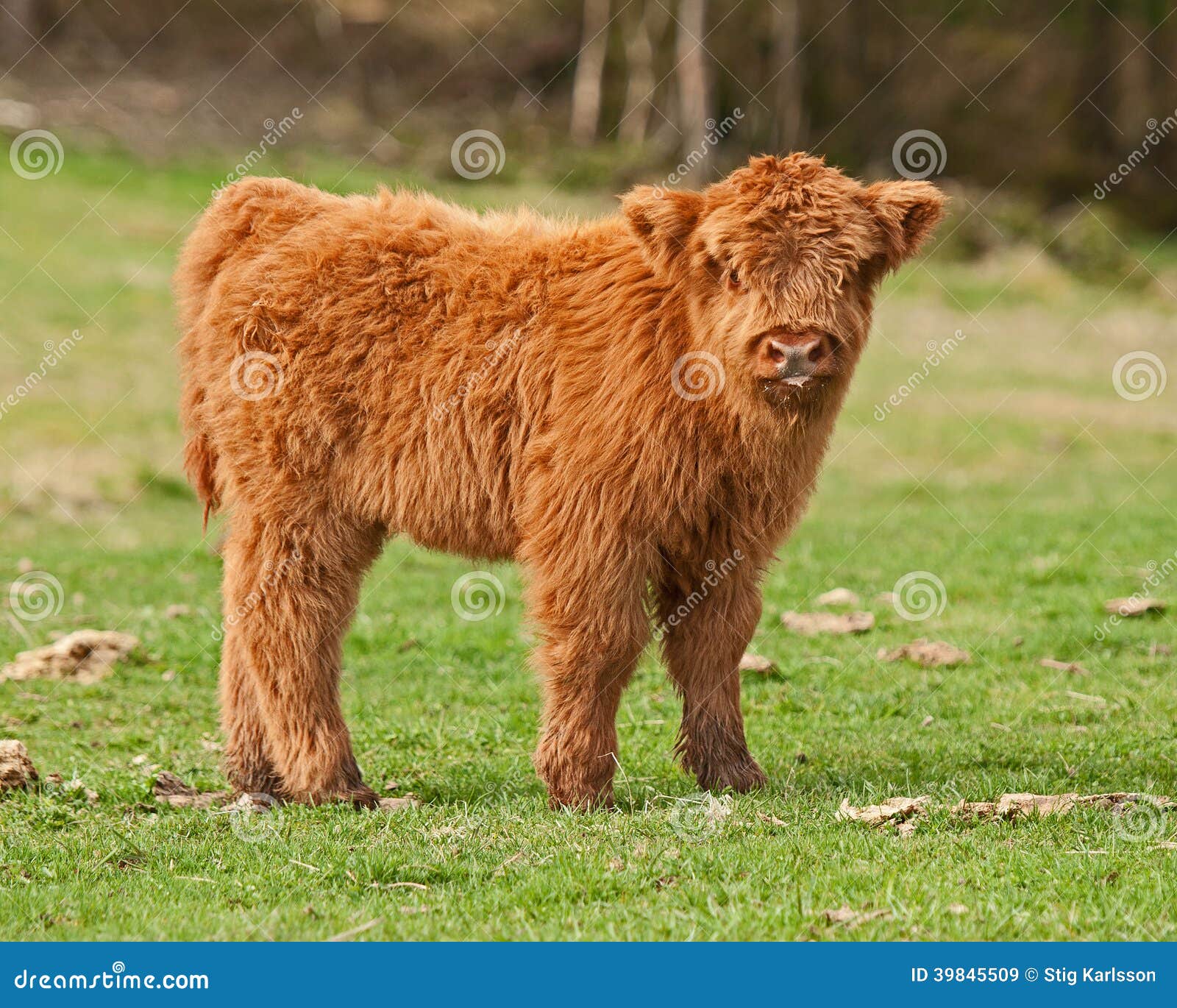 Cute Calf of Highland Cattle Stock Image - Image of funny, calf: 39845509