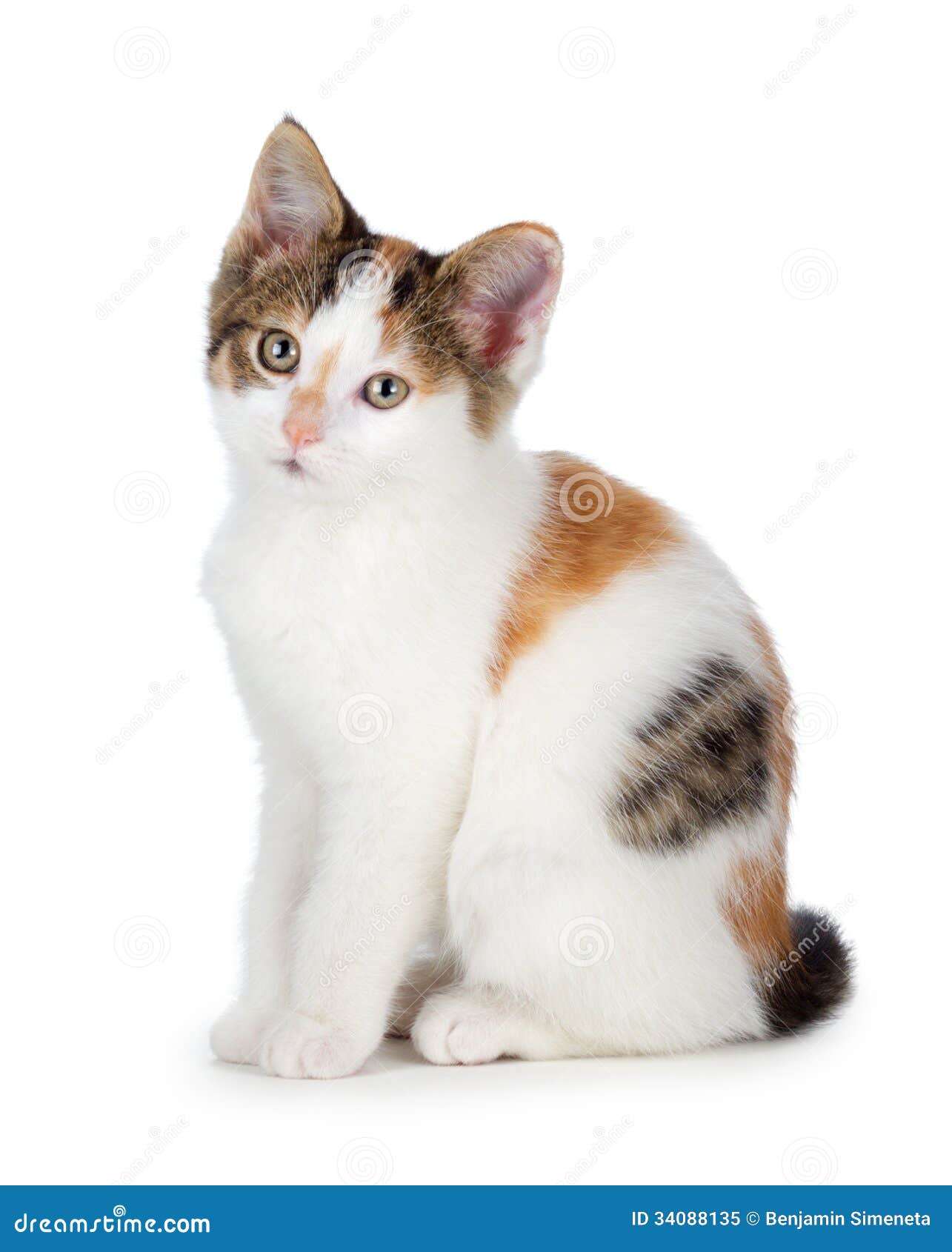 cute fluffy calico cats