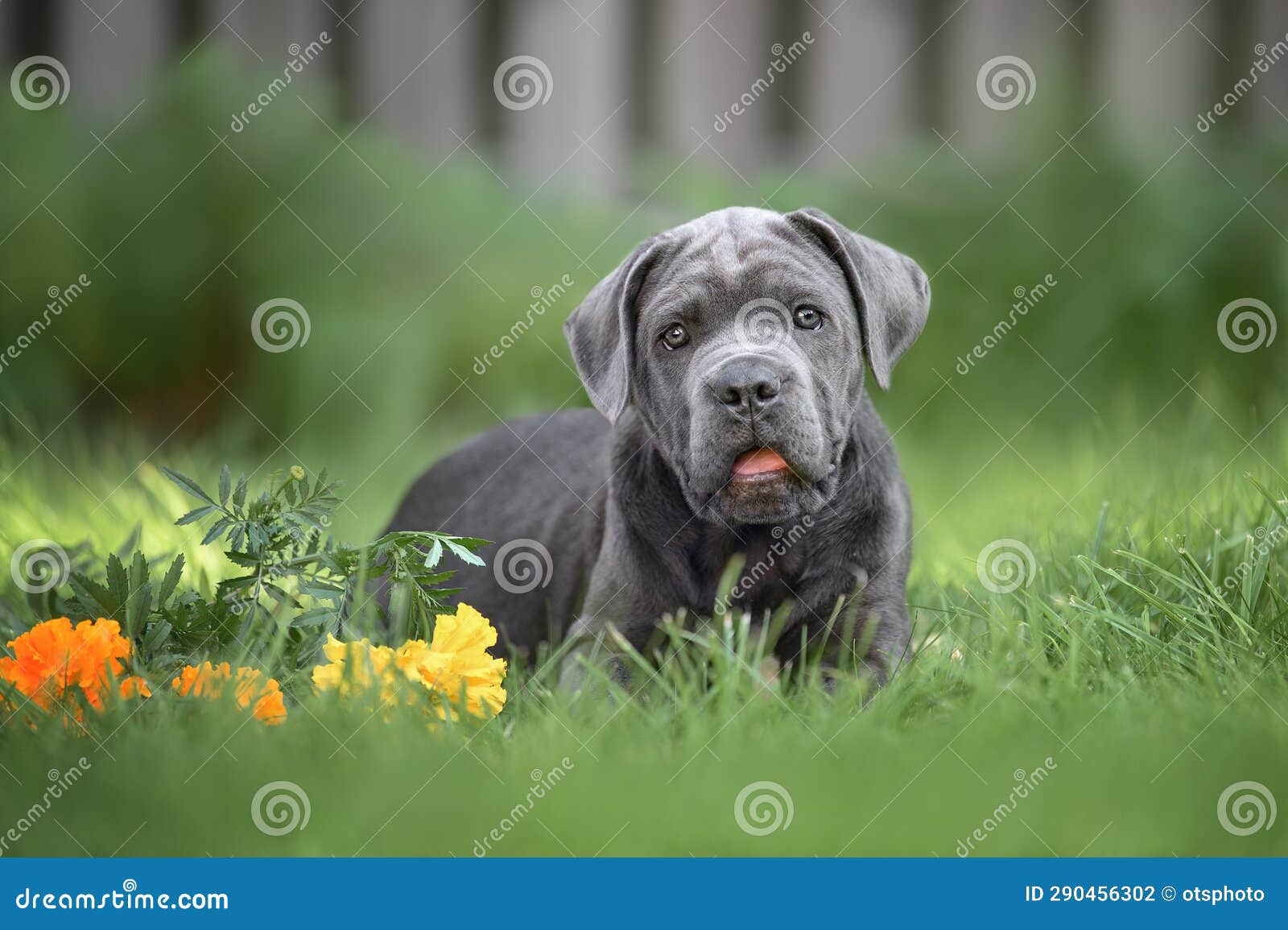 Cute Cane Corso Puppy Lying on Grass in Summer Stock Photo Image of