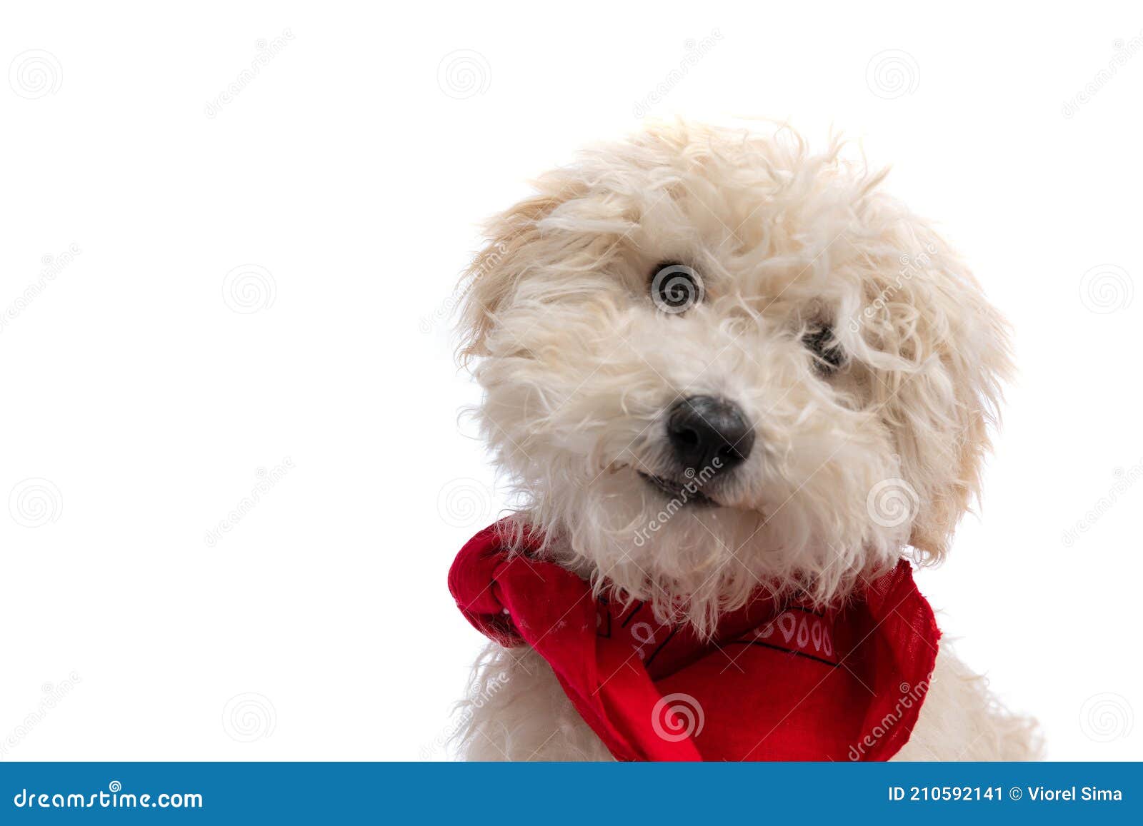 cute caniche dog smiling at the camera