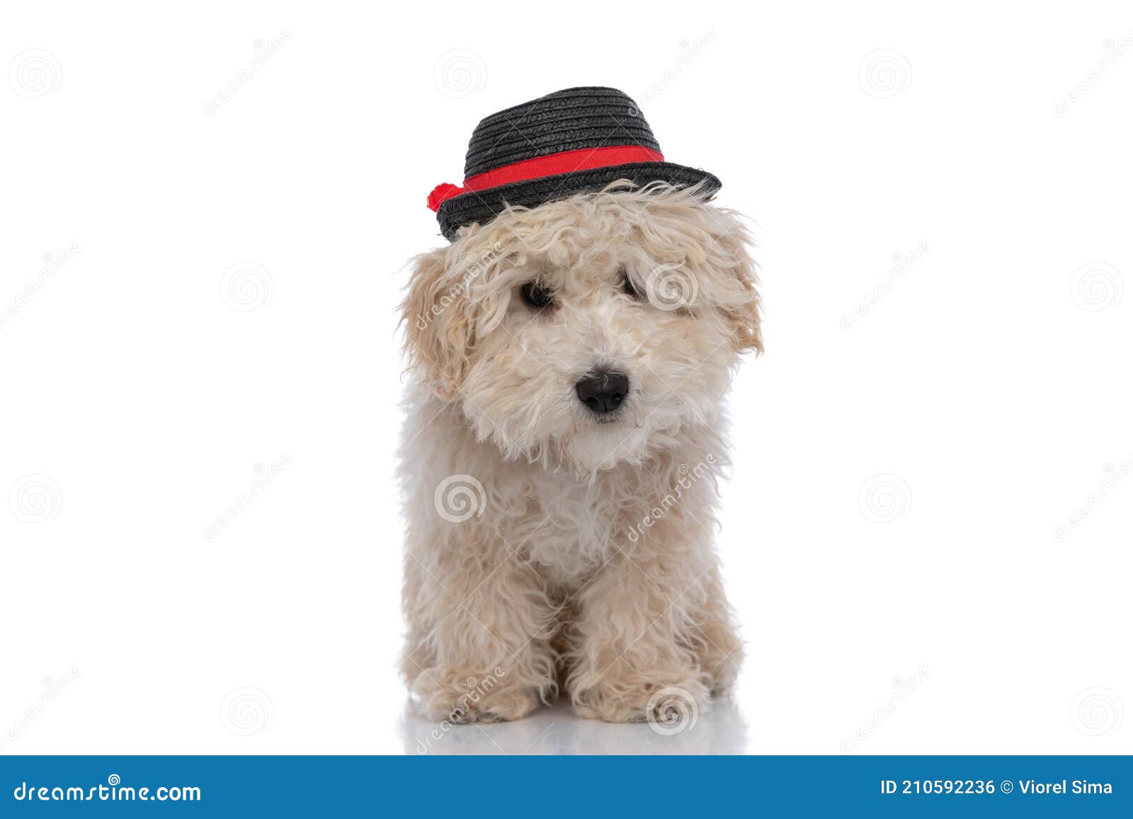 cute caniche dog wearing a black hat