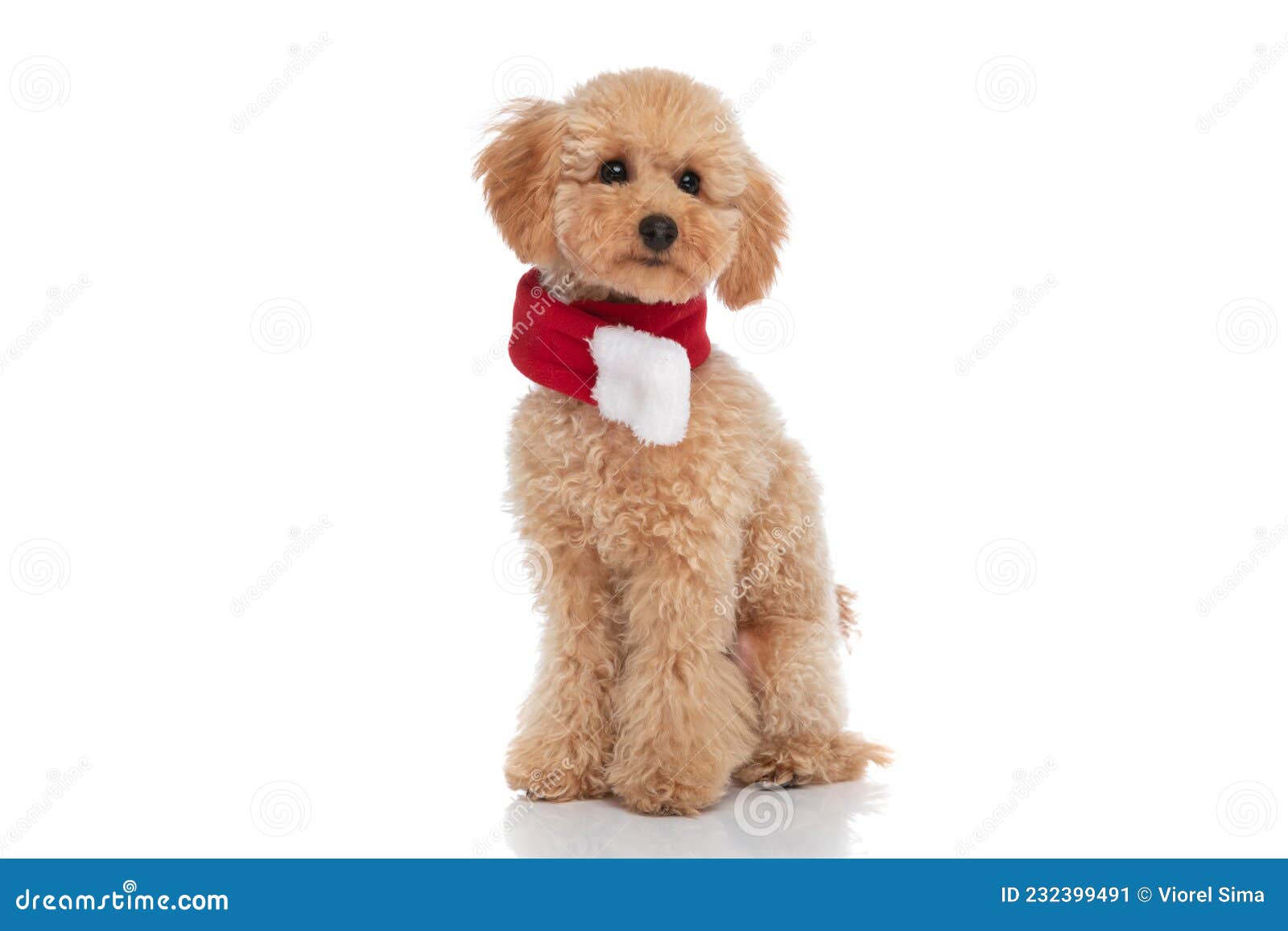 cute caniche dog wearing a scarf at his neck