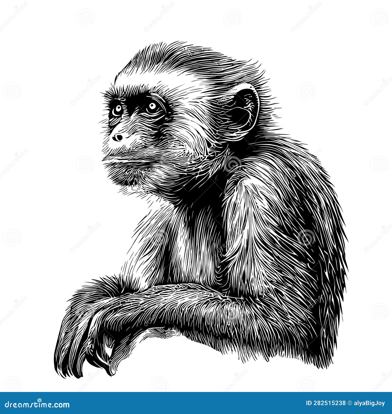 pencil-art-macacos-09  Animal portraits art, Monkey art, Pencil drawings  of animals