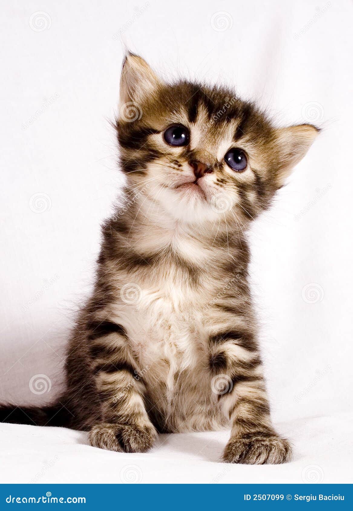 521,547 Cute Cat Kitten Stock Photos - Free & Royalty-Free Stock Photos  from Dreamstime
