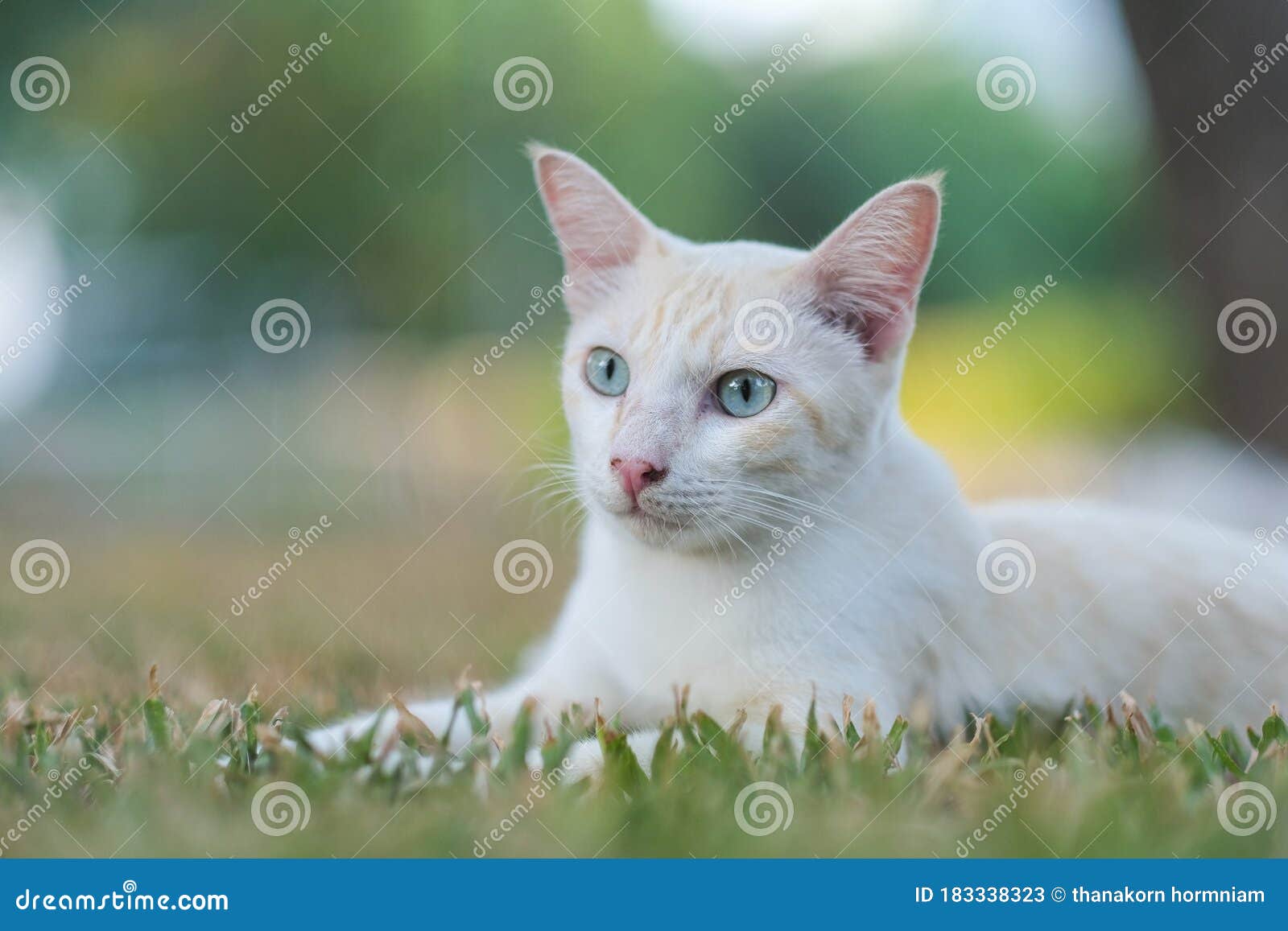 A Cute Cat in Backyard Garden Stock Image Image of outdoor, adorable