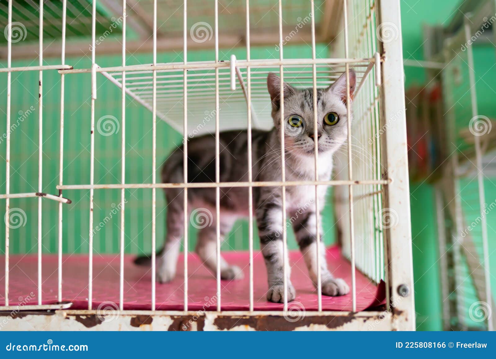 cat big cage